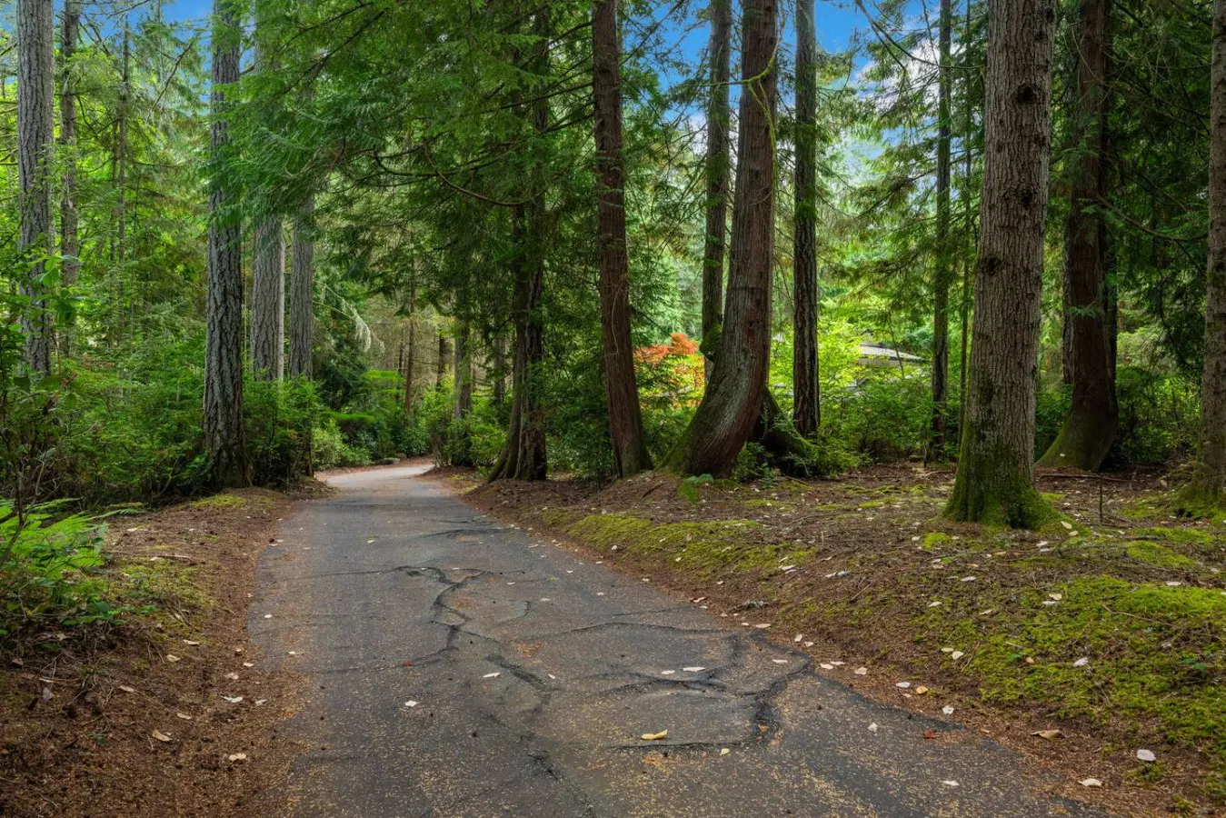 Tranquil Forest Luxury Home — photo 5