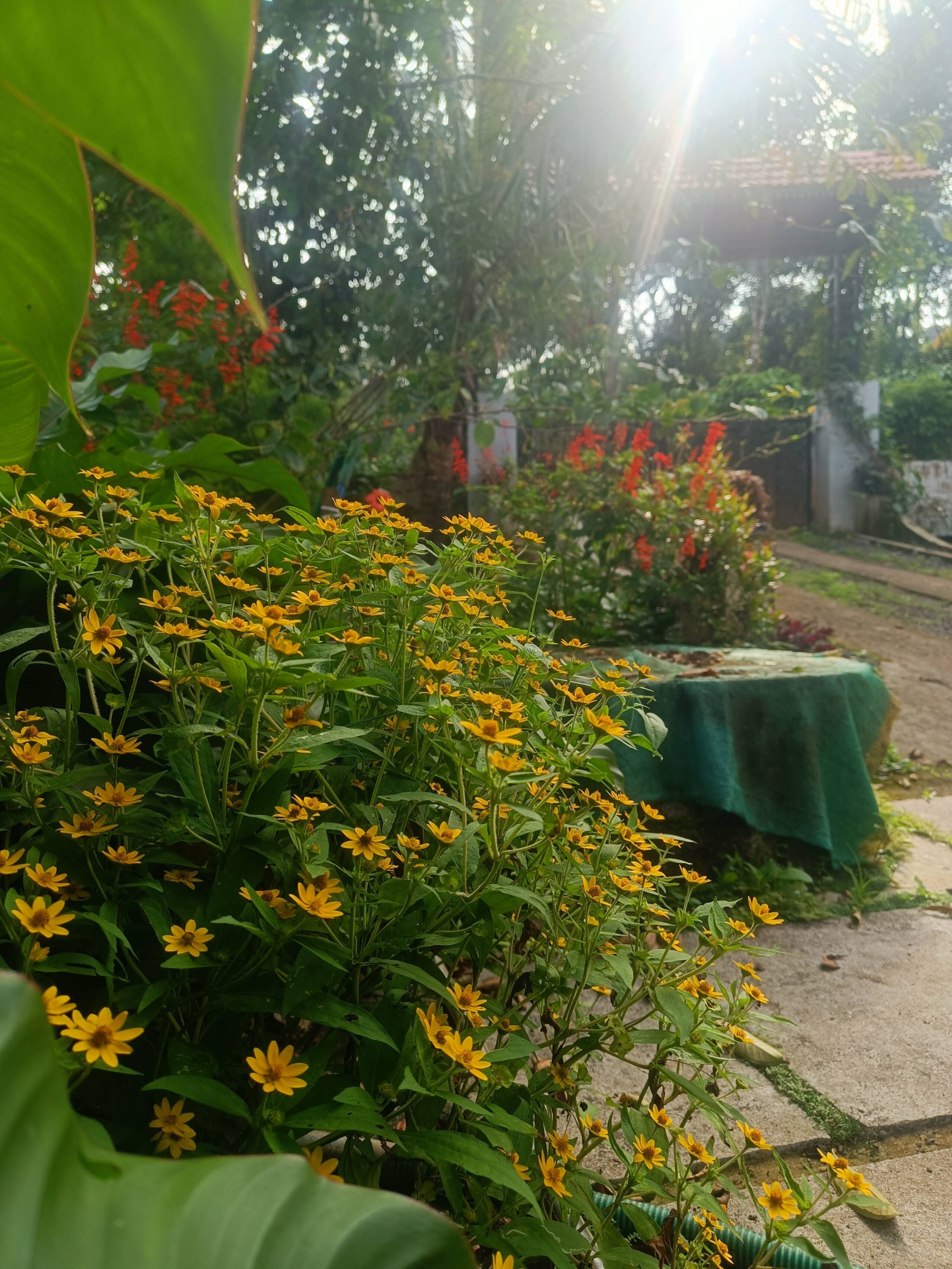 A greener corner of the earth. Offering best views 7