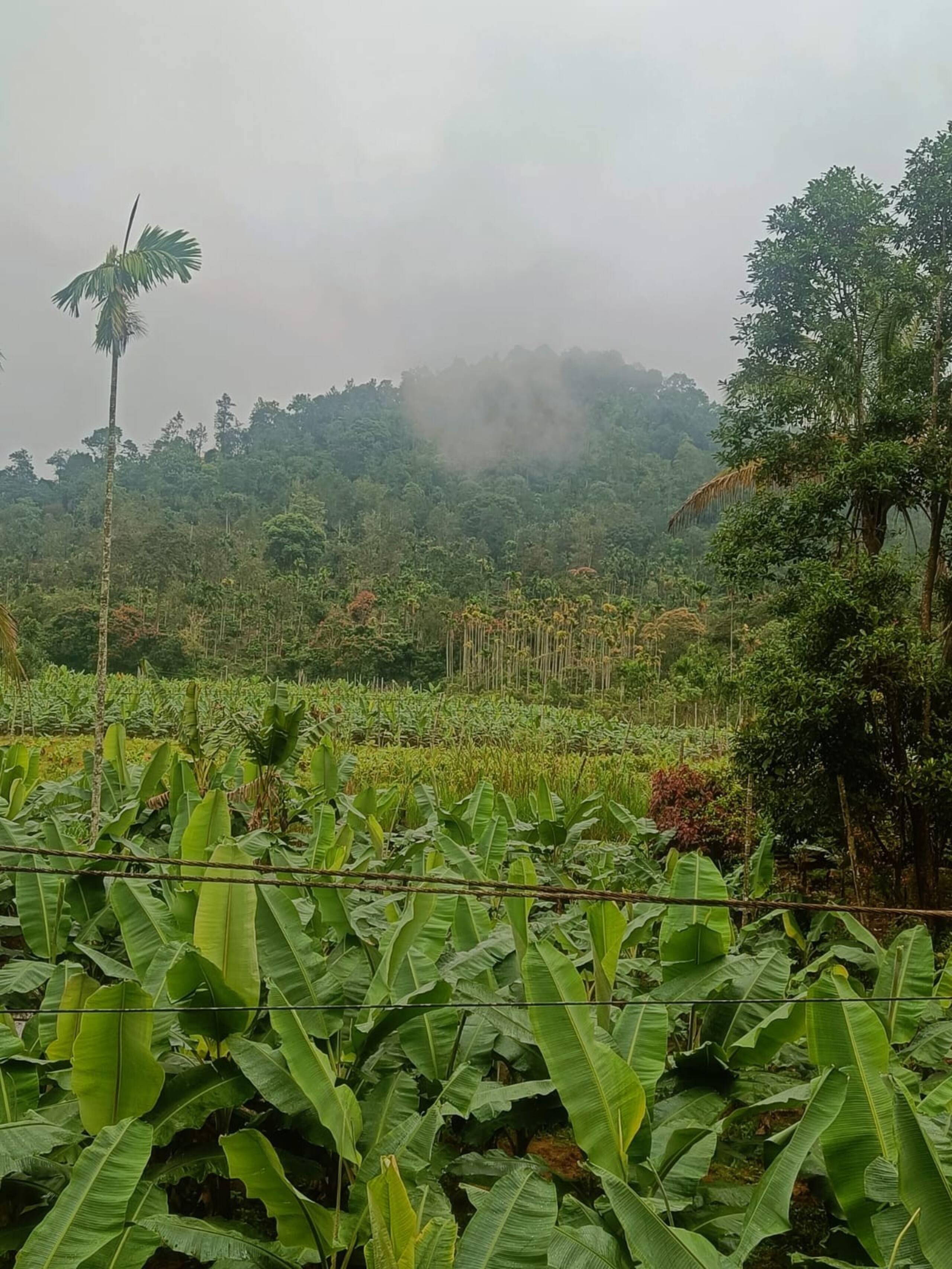 A greener corner of the earth. Offering best views 12