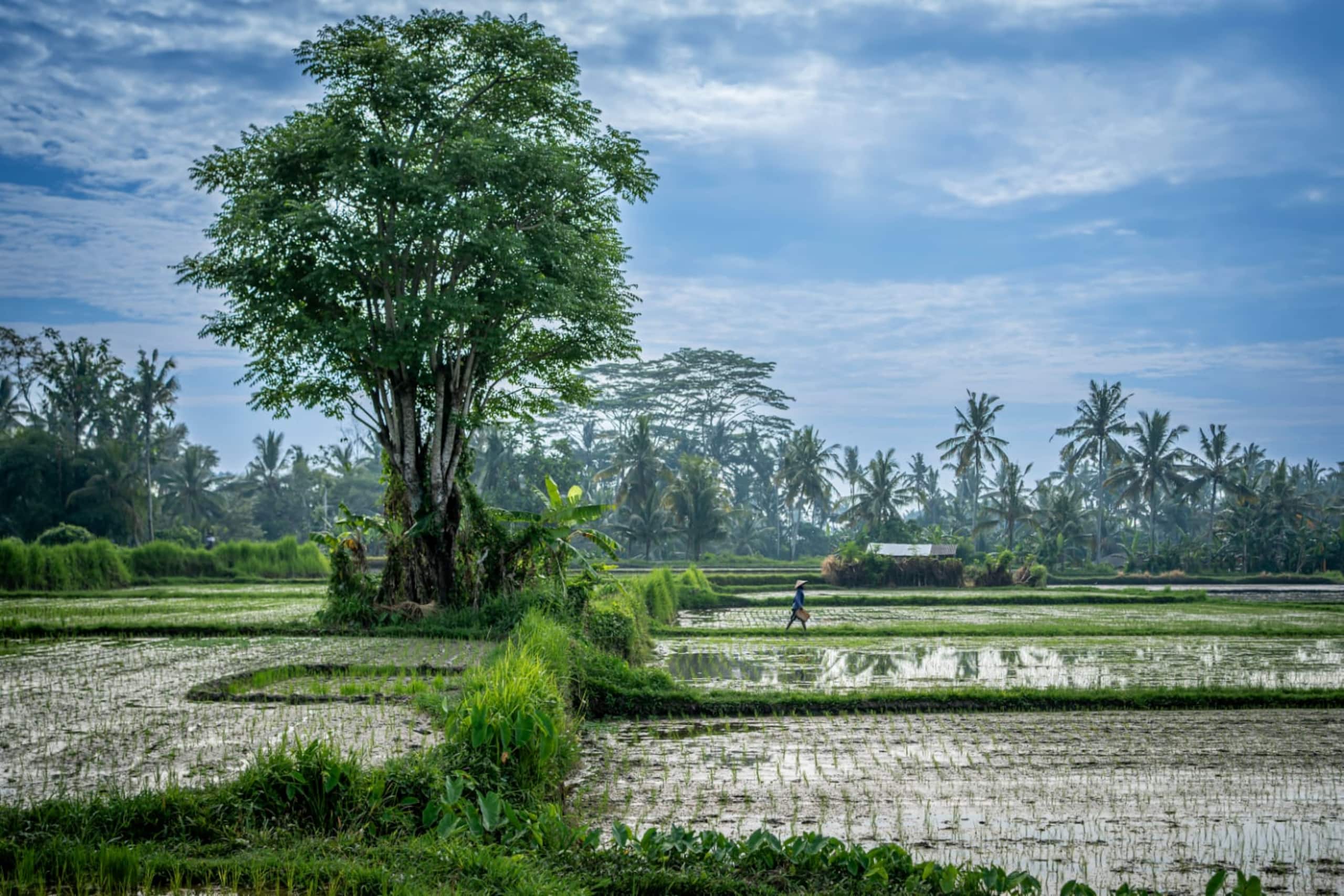 Bamboo Suite 1BR - Private Pool + Rice Field View 25