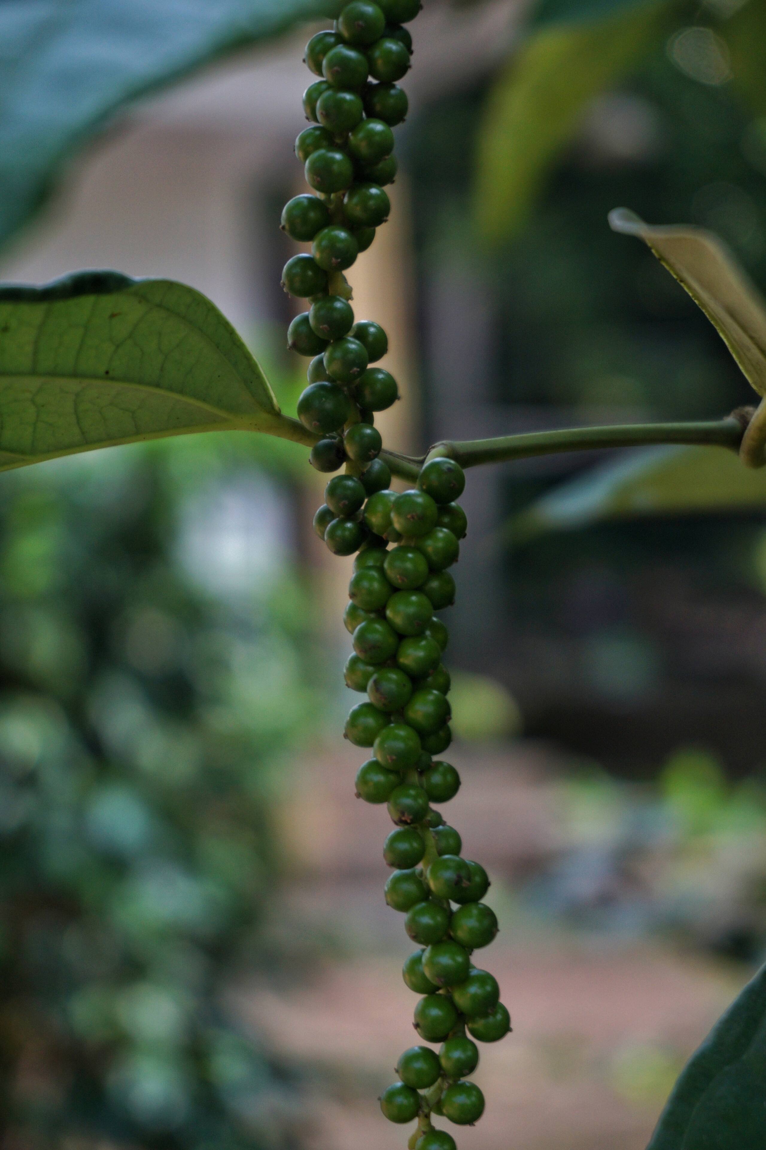 Aruvi Homestay | Plantation Stay & Stream, Idukki 36