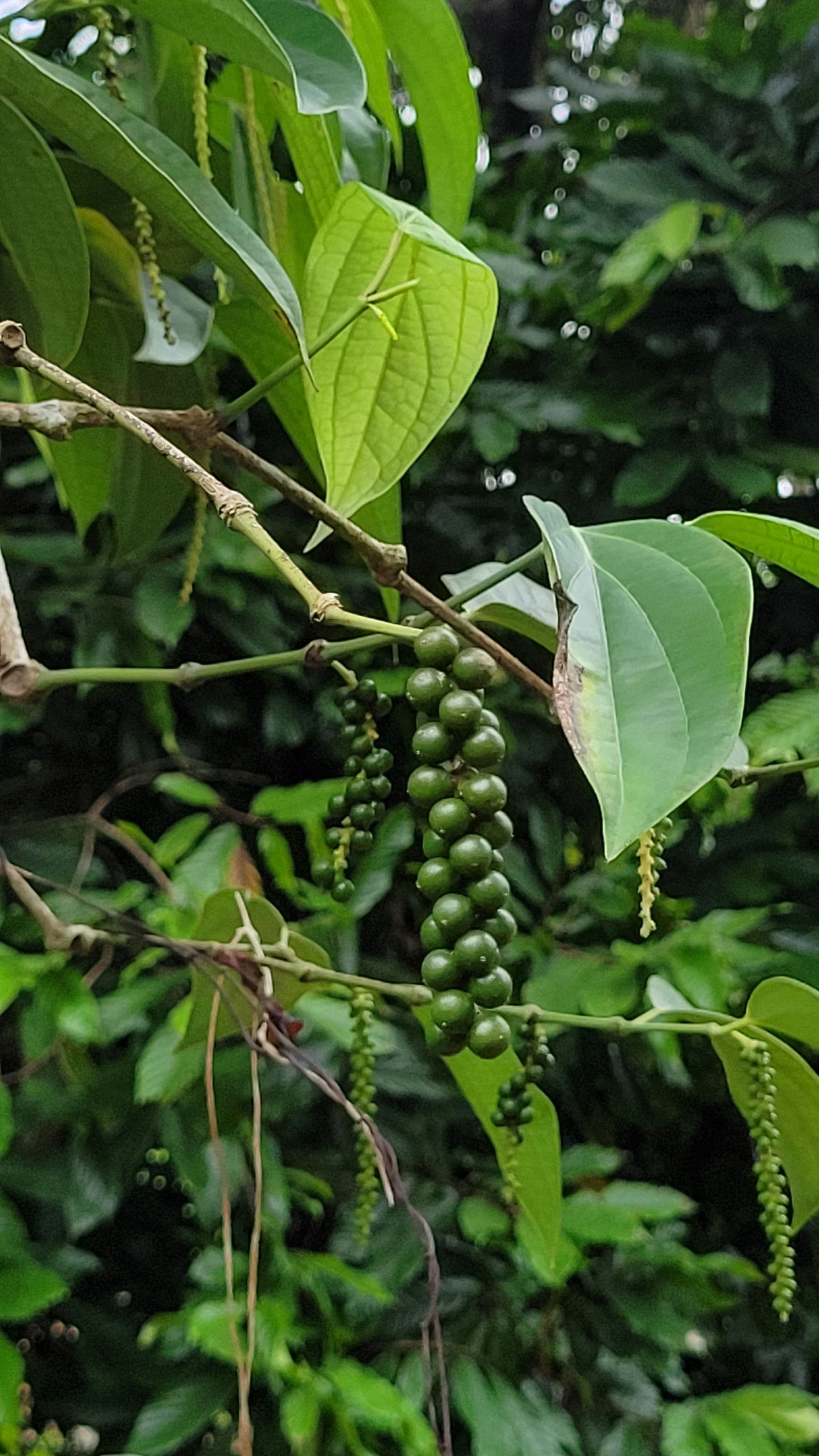 Aruvi Homestay | Plantation Stay & Stream, Idukki 31