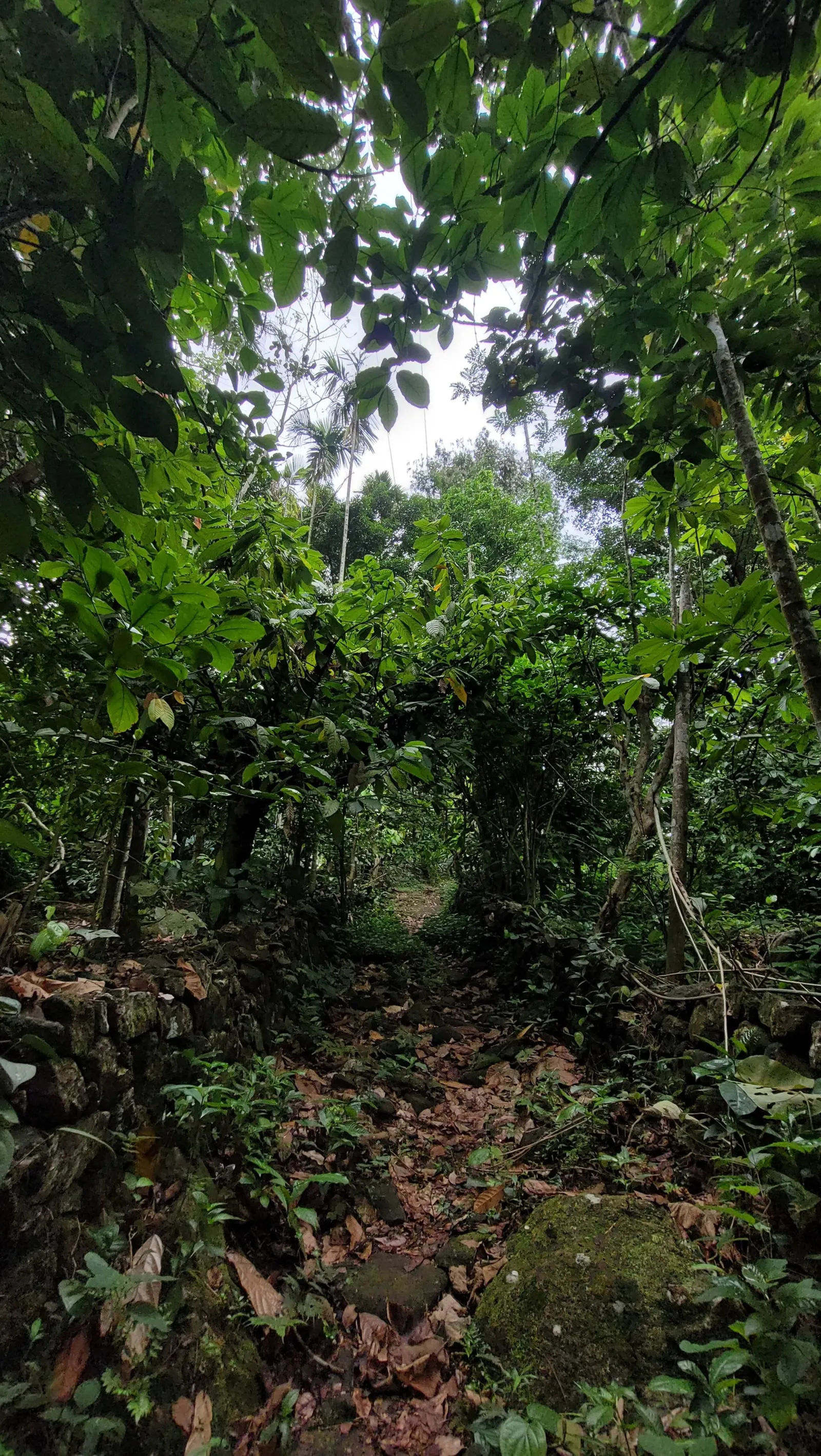 Aruvi Homestay Plantation Stay & Stream, Idukki 33