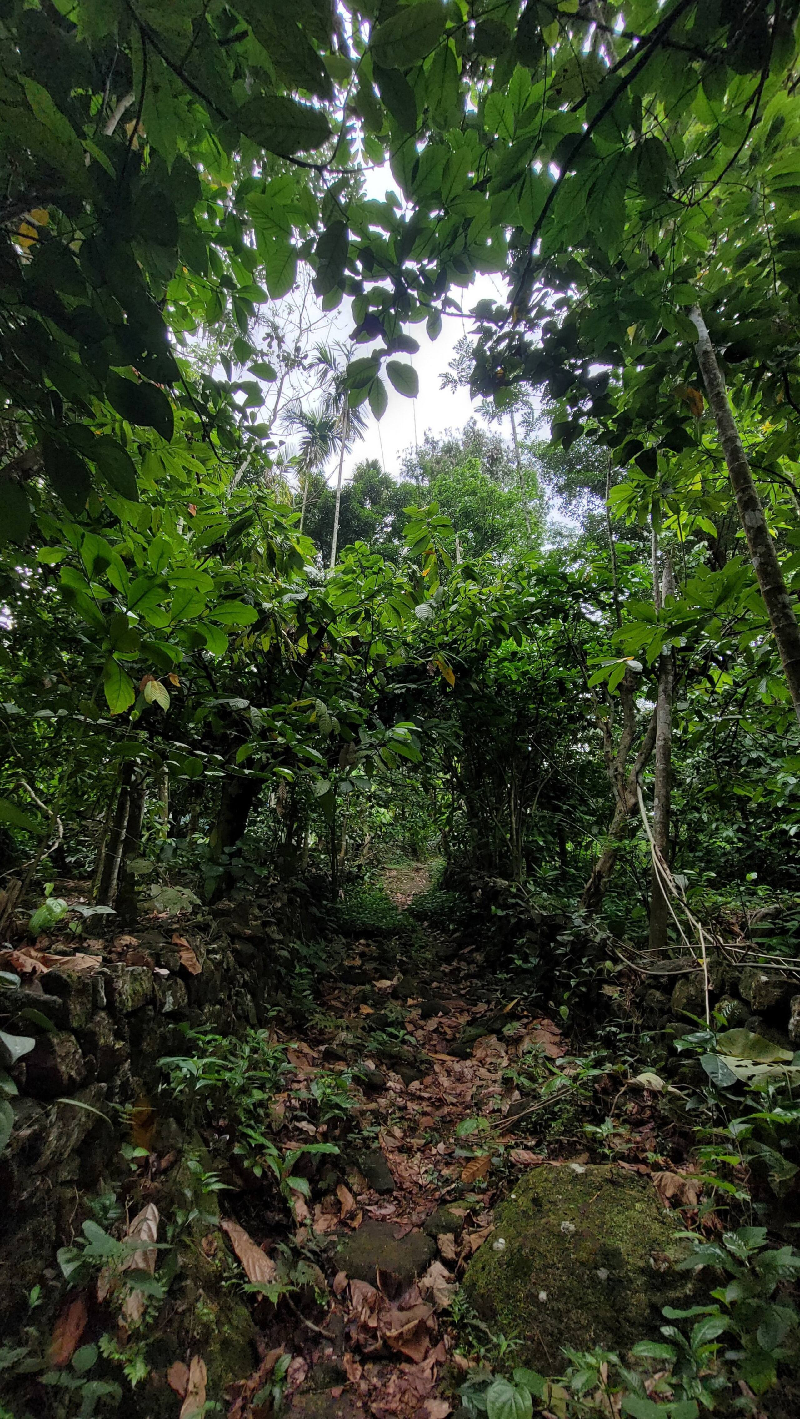 Aruvi Homestay | Plantation Stay & Stream, Idukki 33