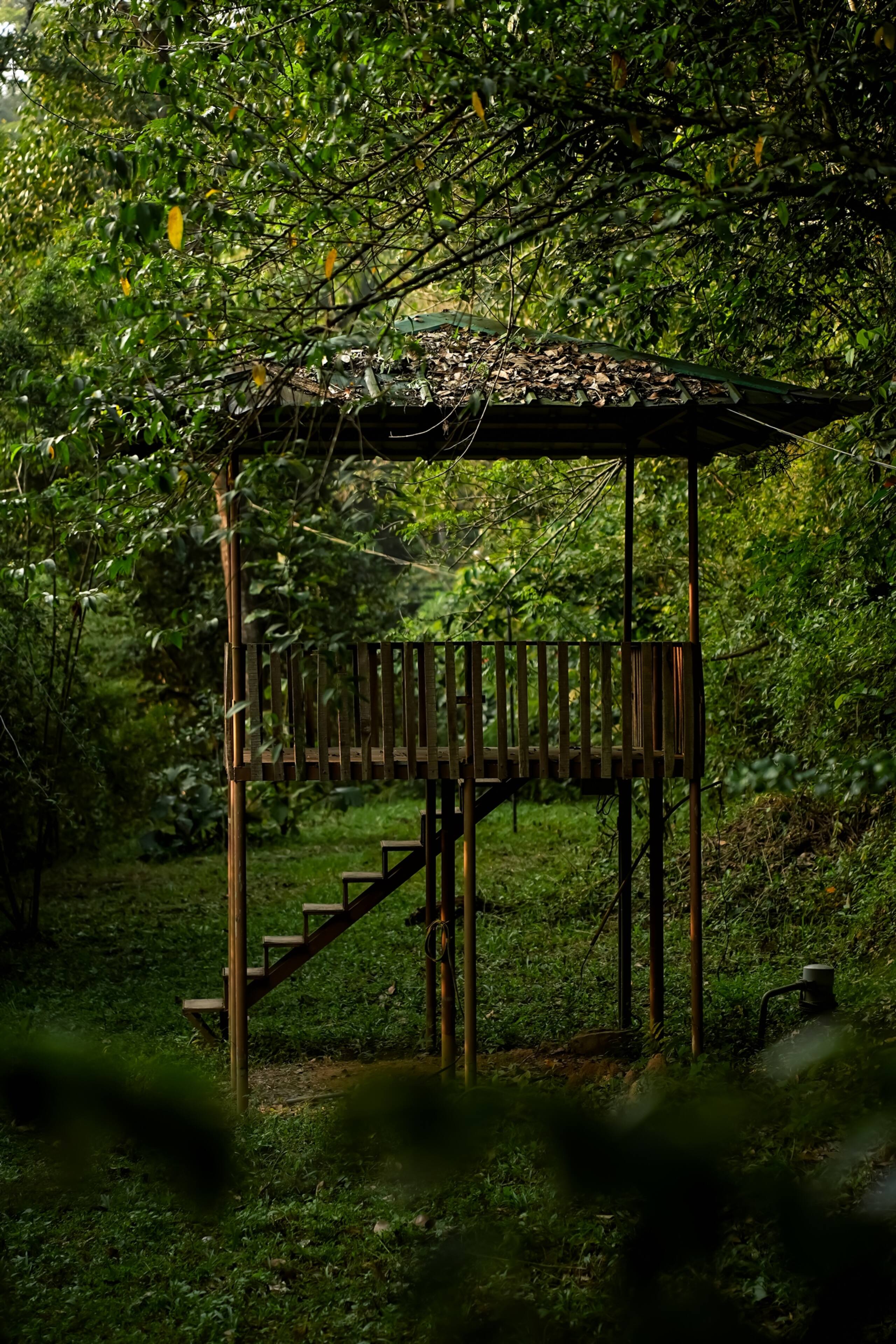 Peaking Jungle - Forestree's 25