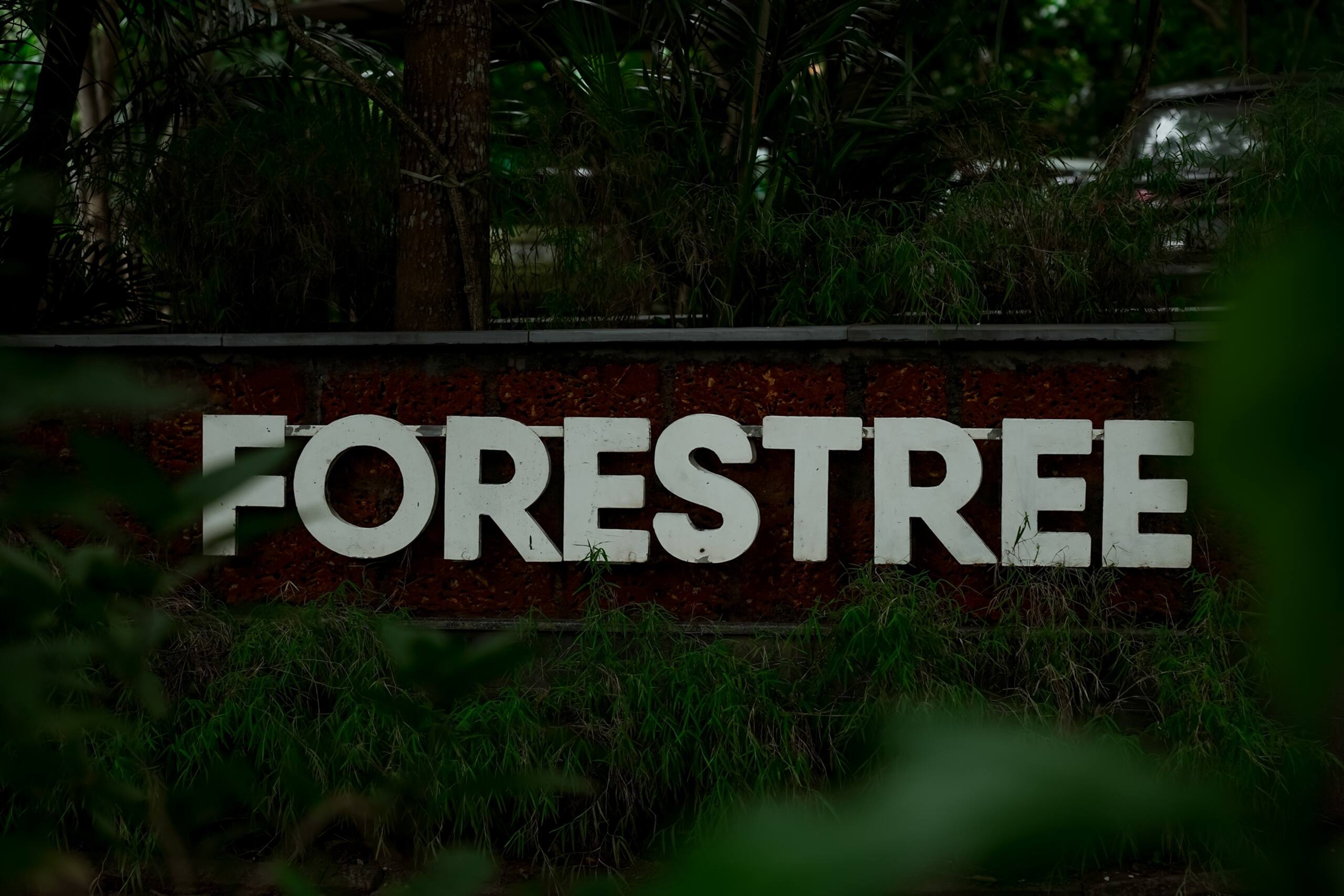 Peaking Jungle - Forestree's 27