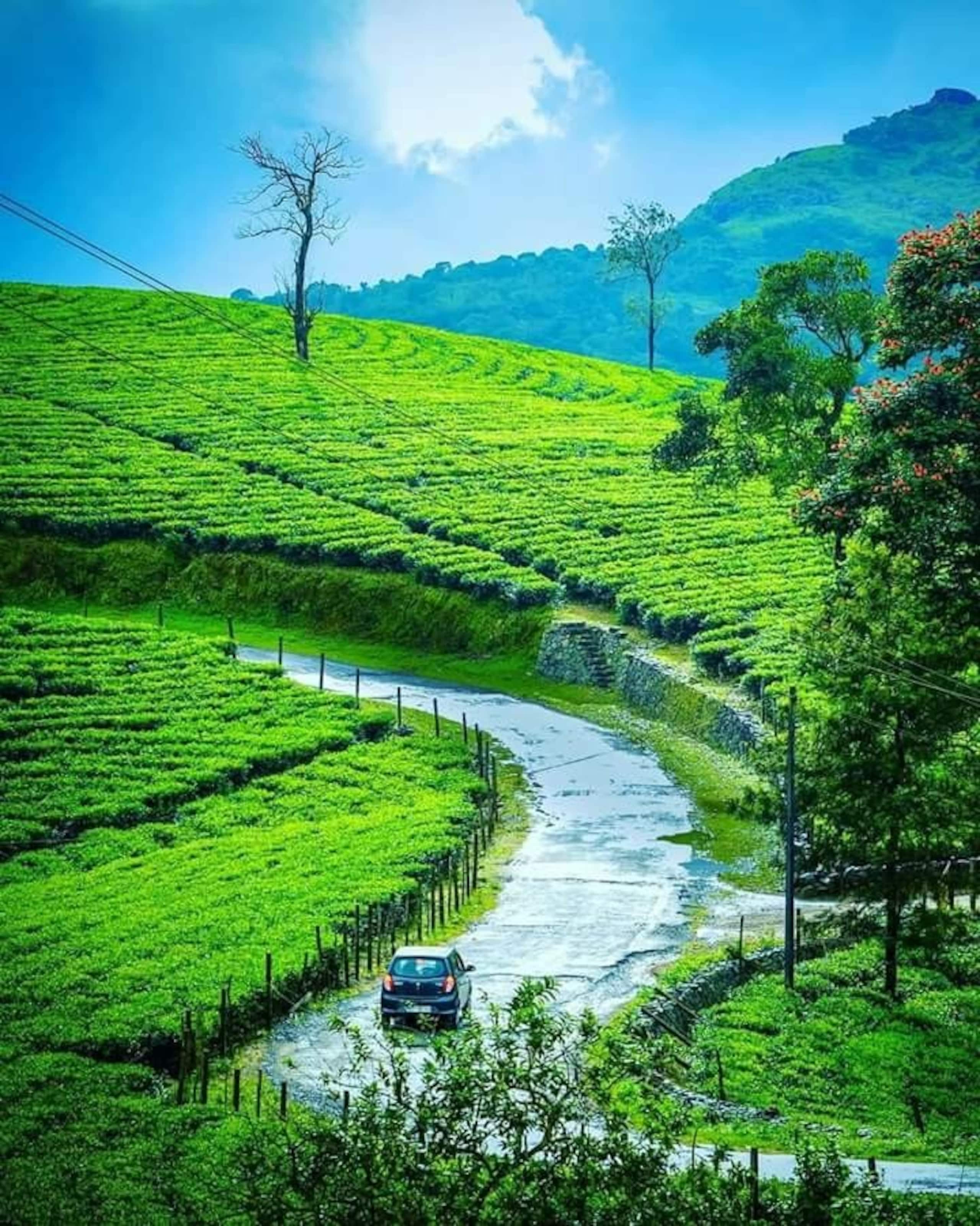 Private Resort with Pool | Vagamon - Kuttikkanam 22