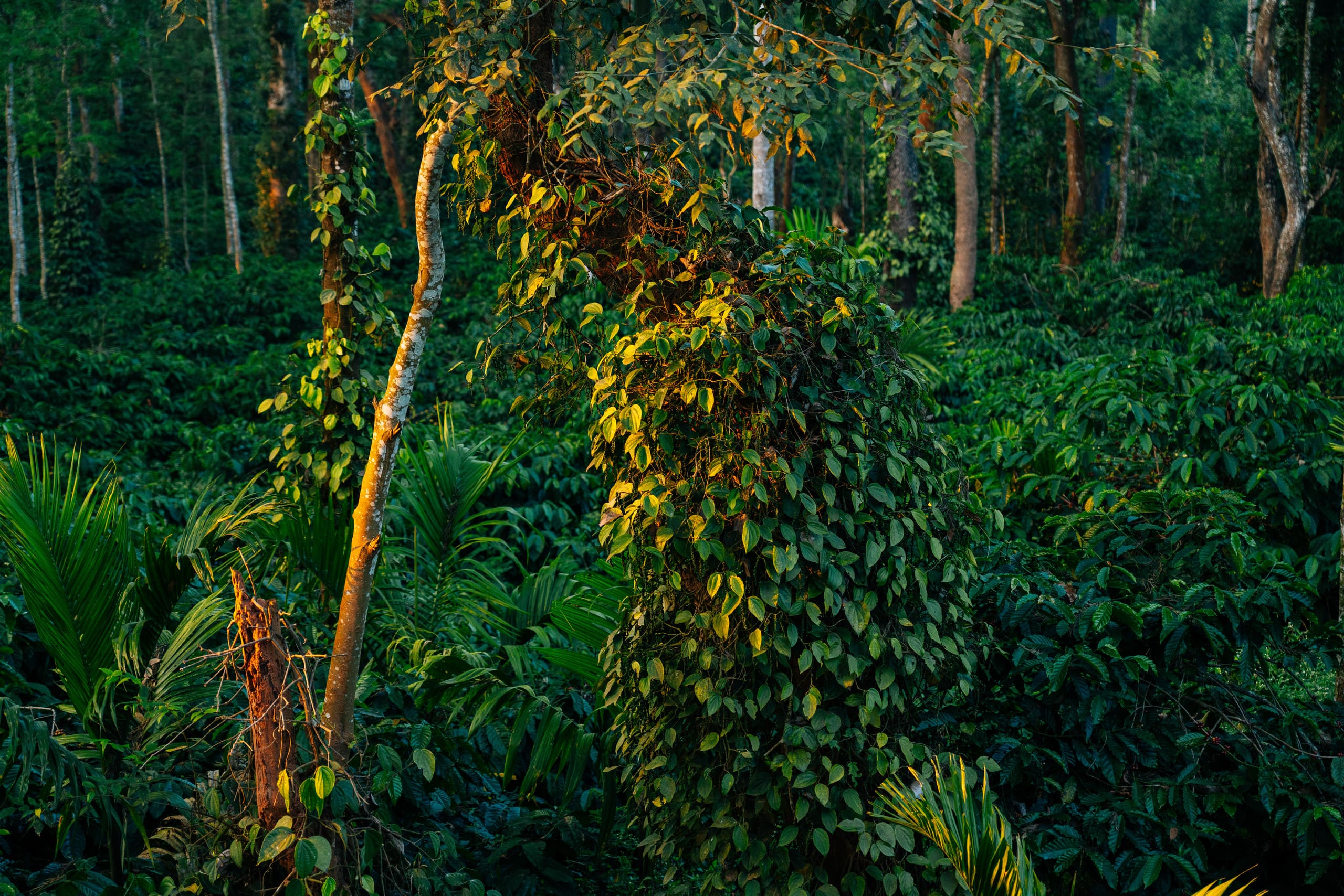 Koota by Raho Golden Hour Estate View Retreat 7