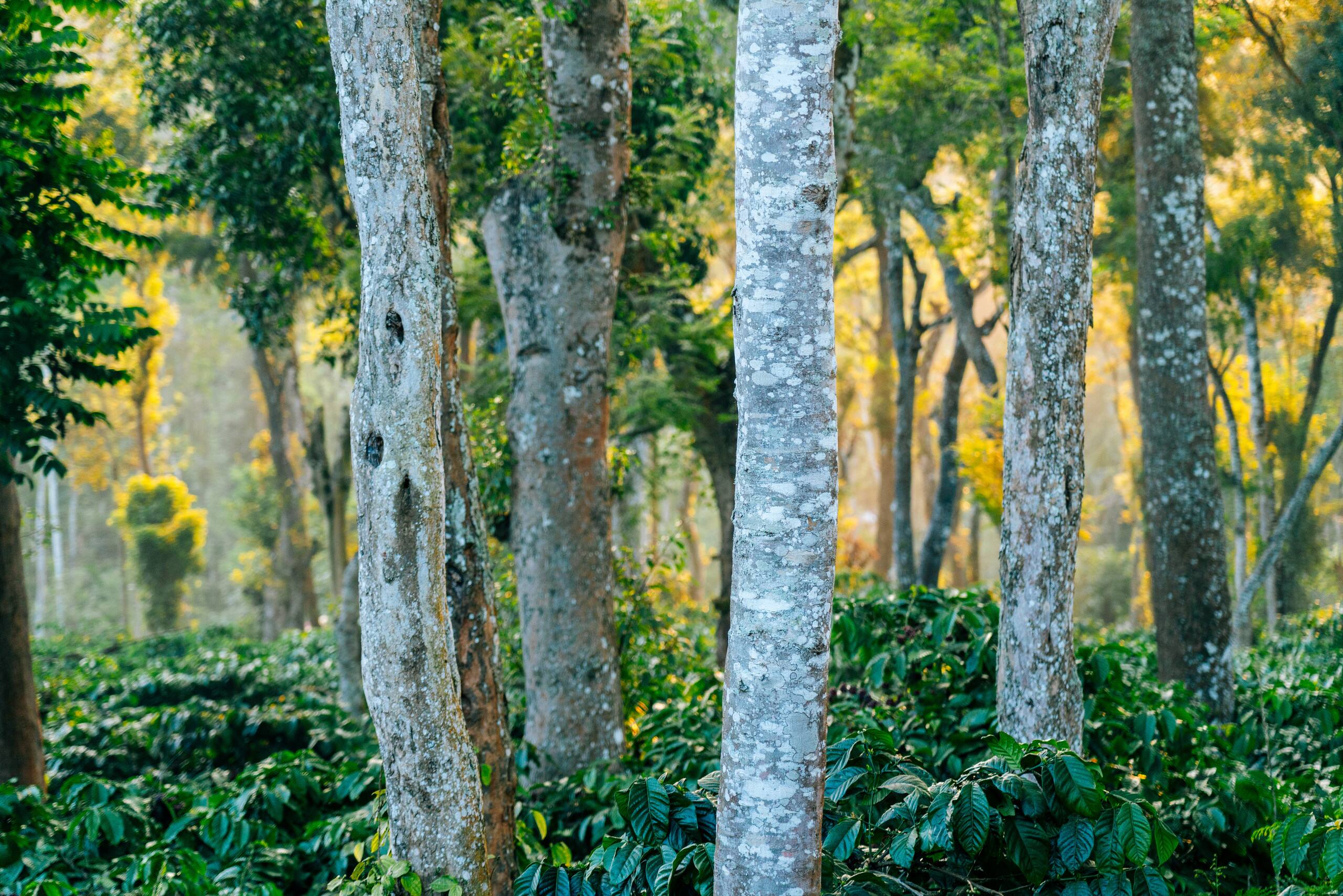 Koota by Raho Golden Hour Estate View Retreat 8