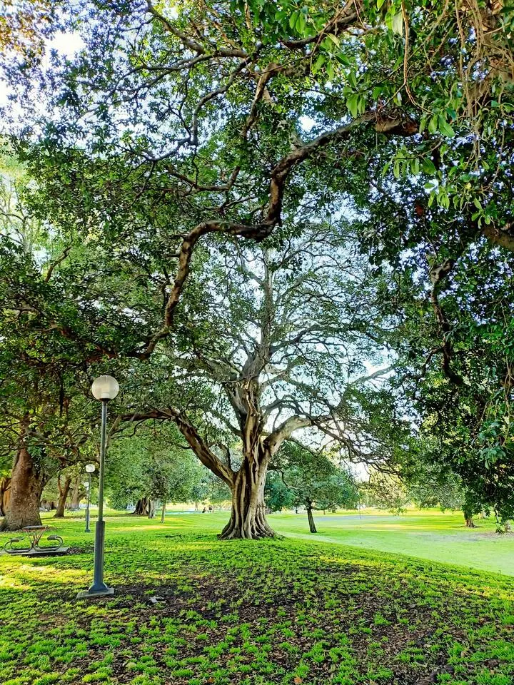 Islington Common - Inner West - Walk 2 Beaumont St 9