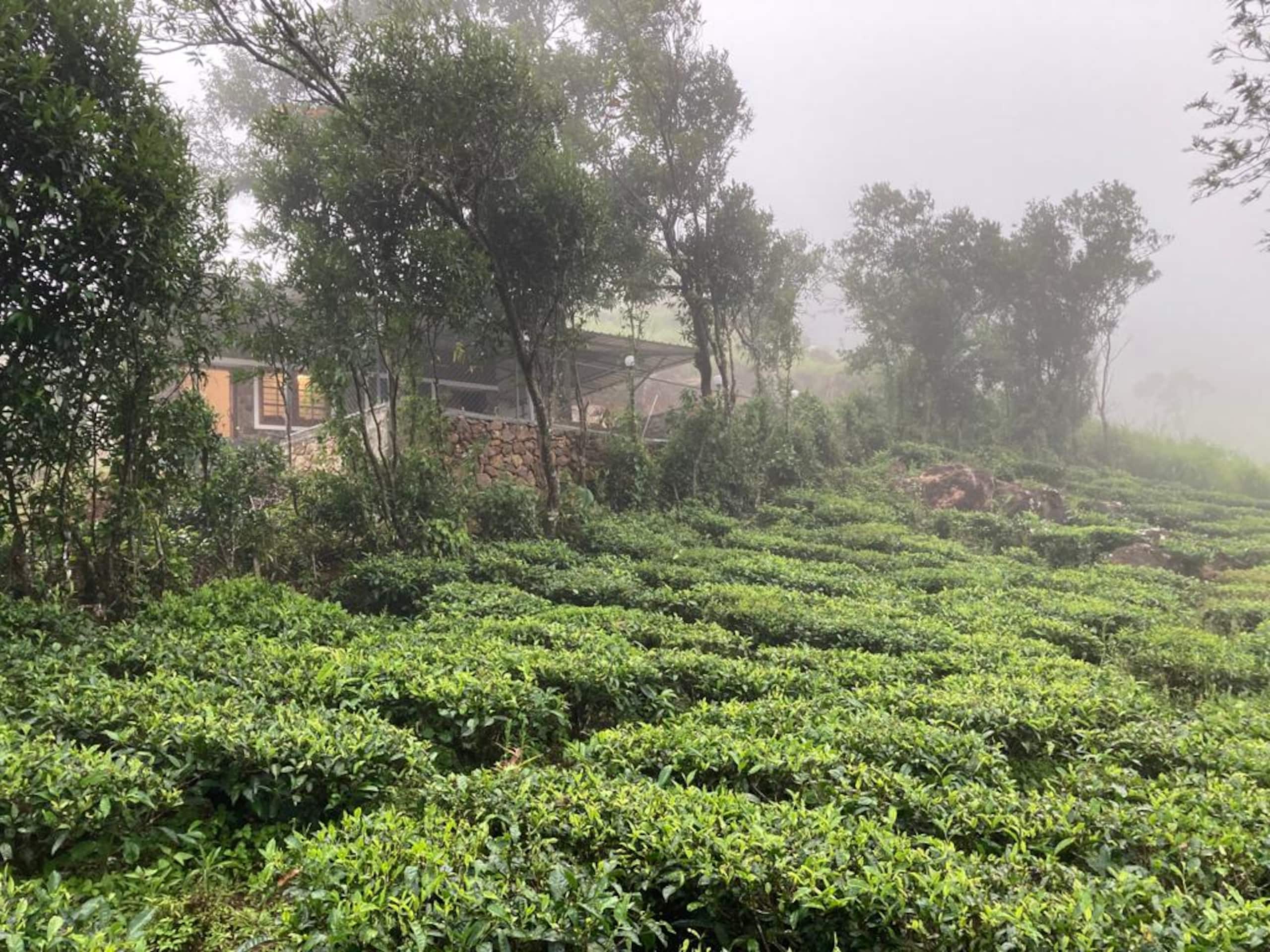 Thumpayil Hills Plantation Homestay Vagamon 11
