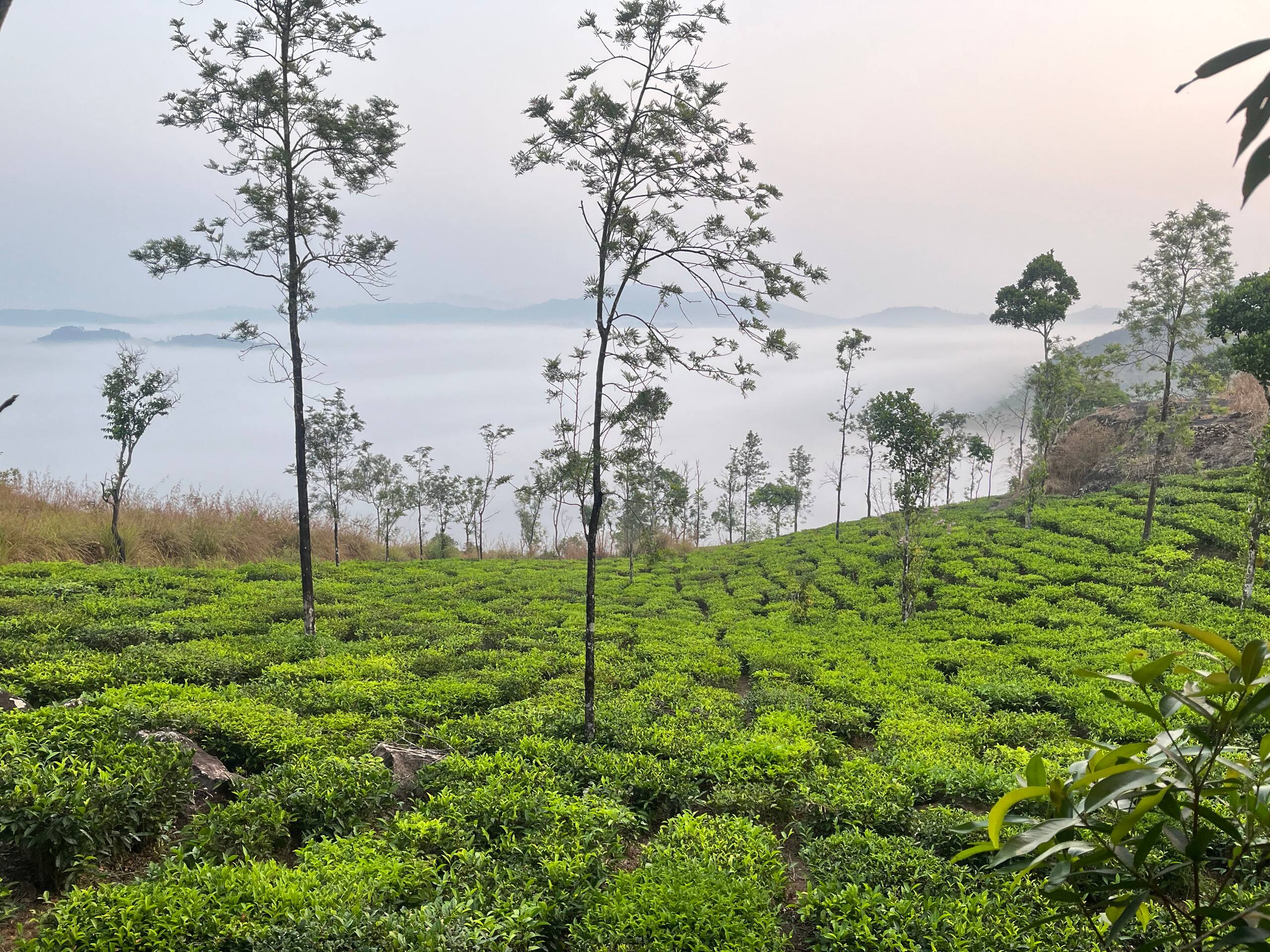 Thumpayil Hills Plantation Homestay Vagamon 15