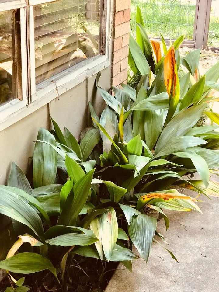 Next to UT, 3 Miles to Downtown, Pet- Friendly 20