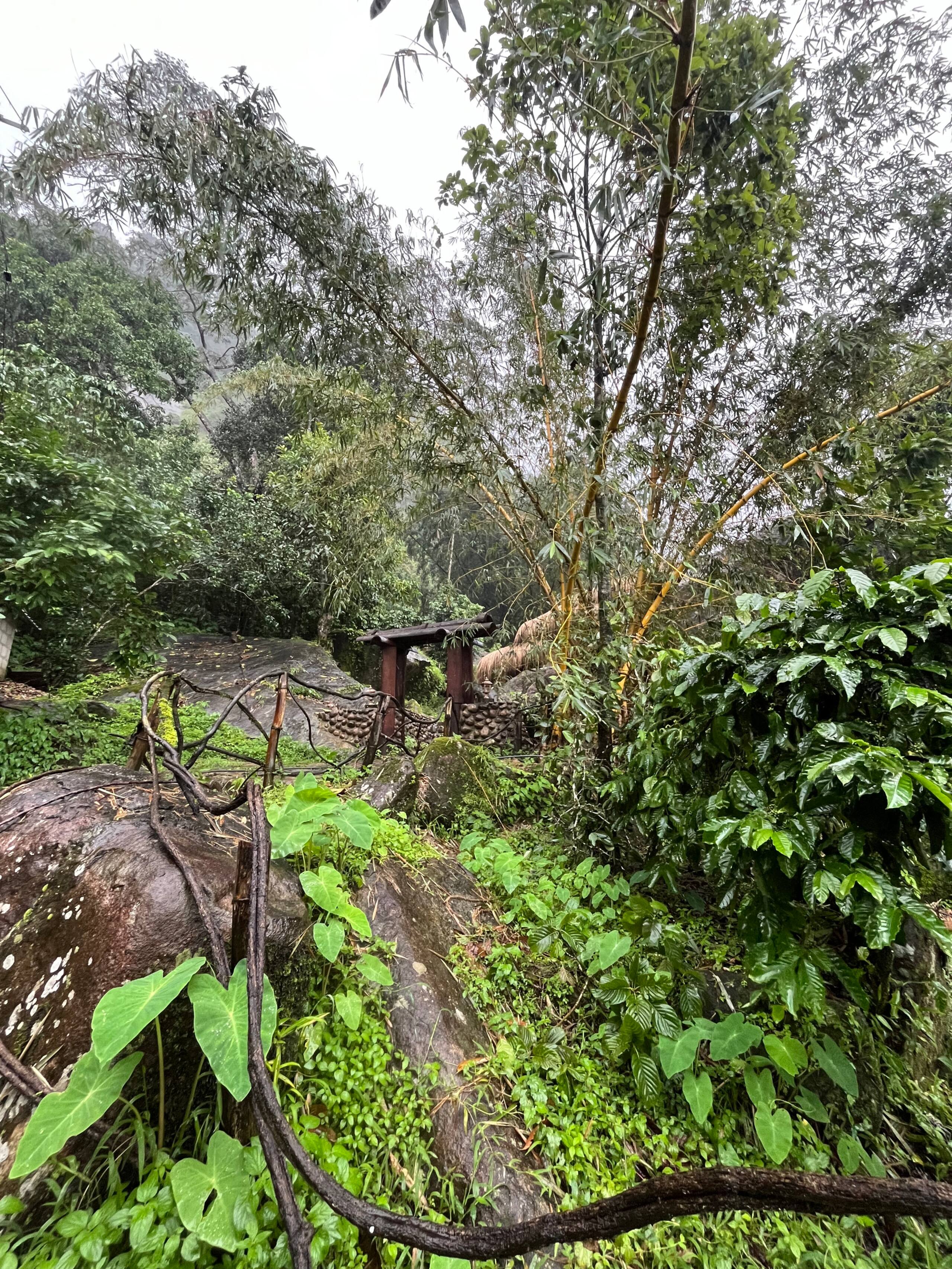 Munnar jungle stay wildmysteries 5
