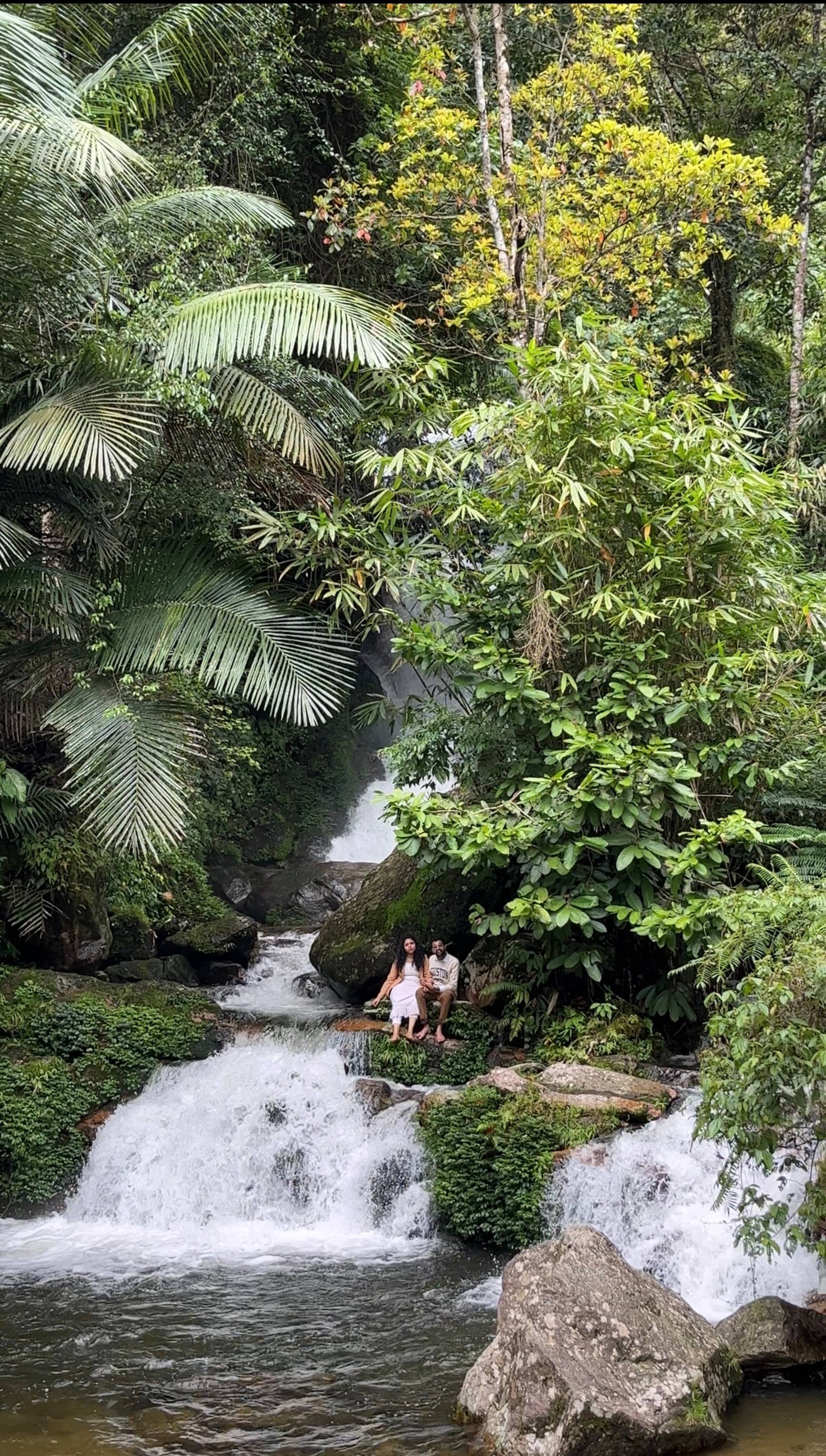 Munnar jungle stay wildmysteries 7