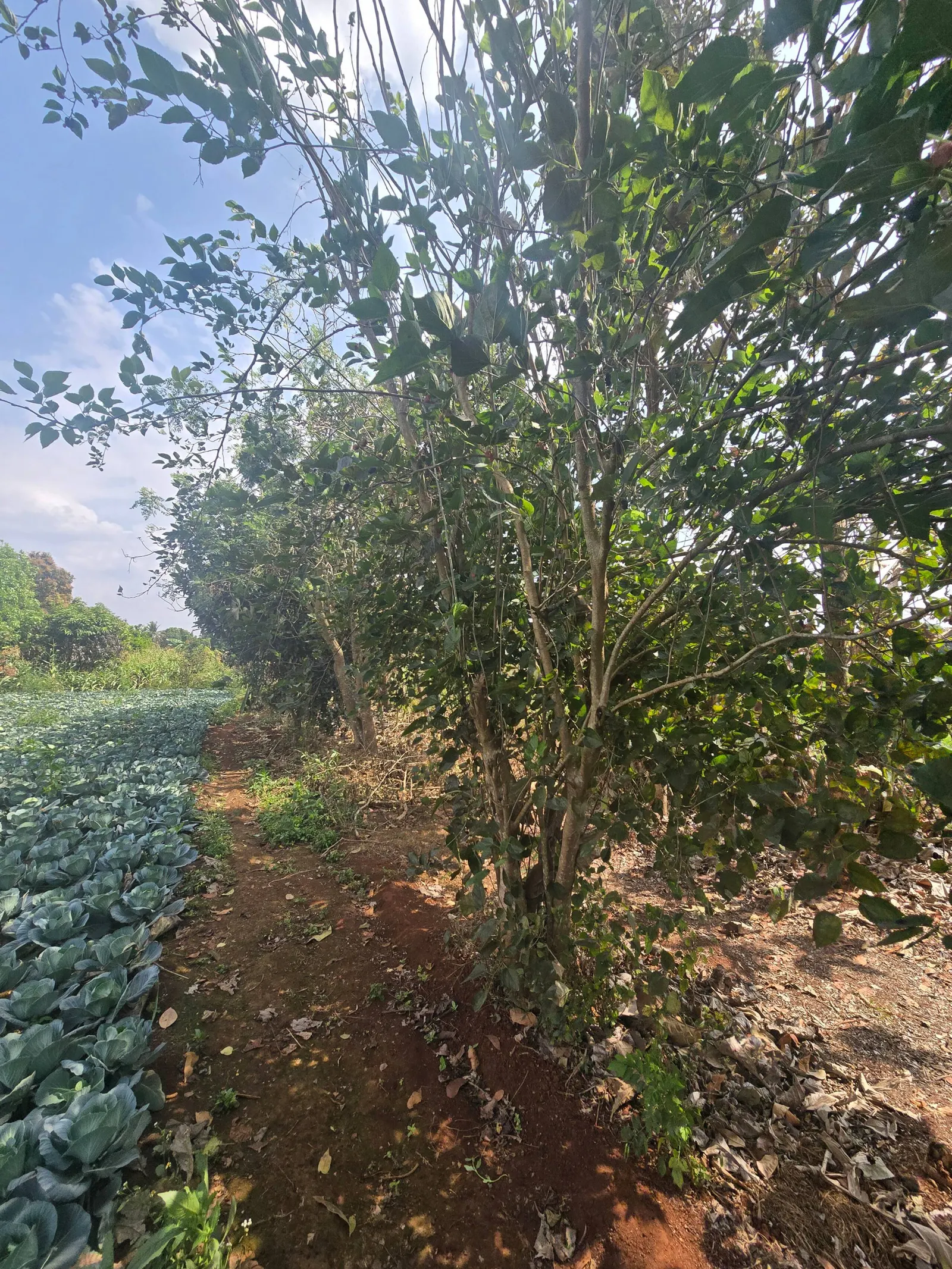 Premium Nature Farm Retreat with Modern Comforts 25