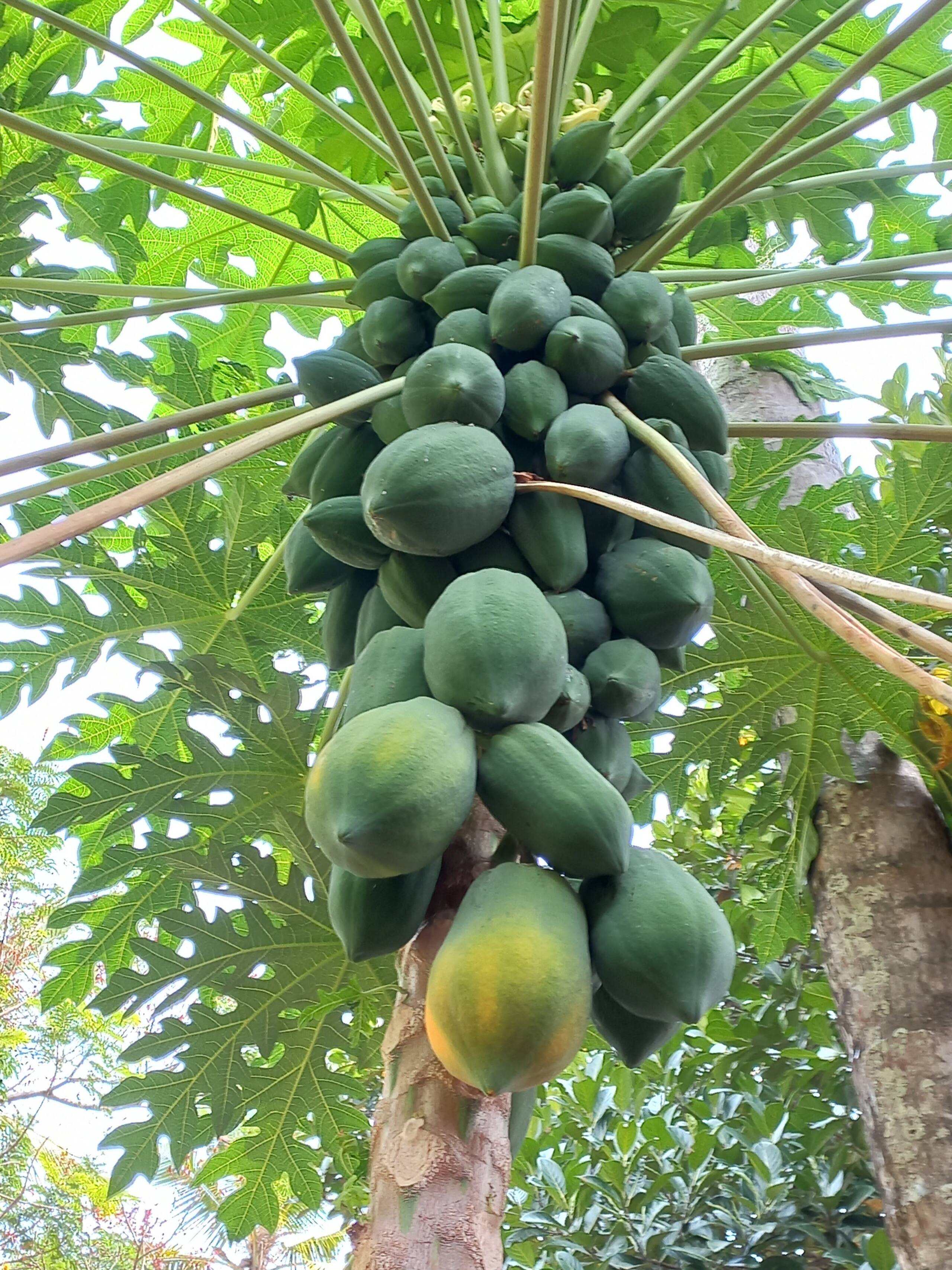 NelliTree | Private Pool Retreat | 2 - 4 Persons 39