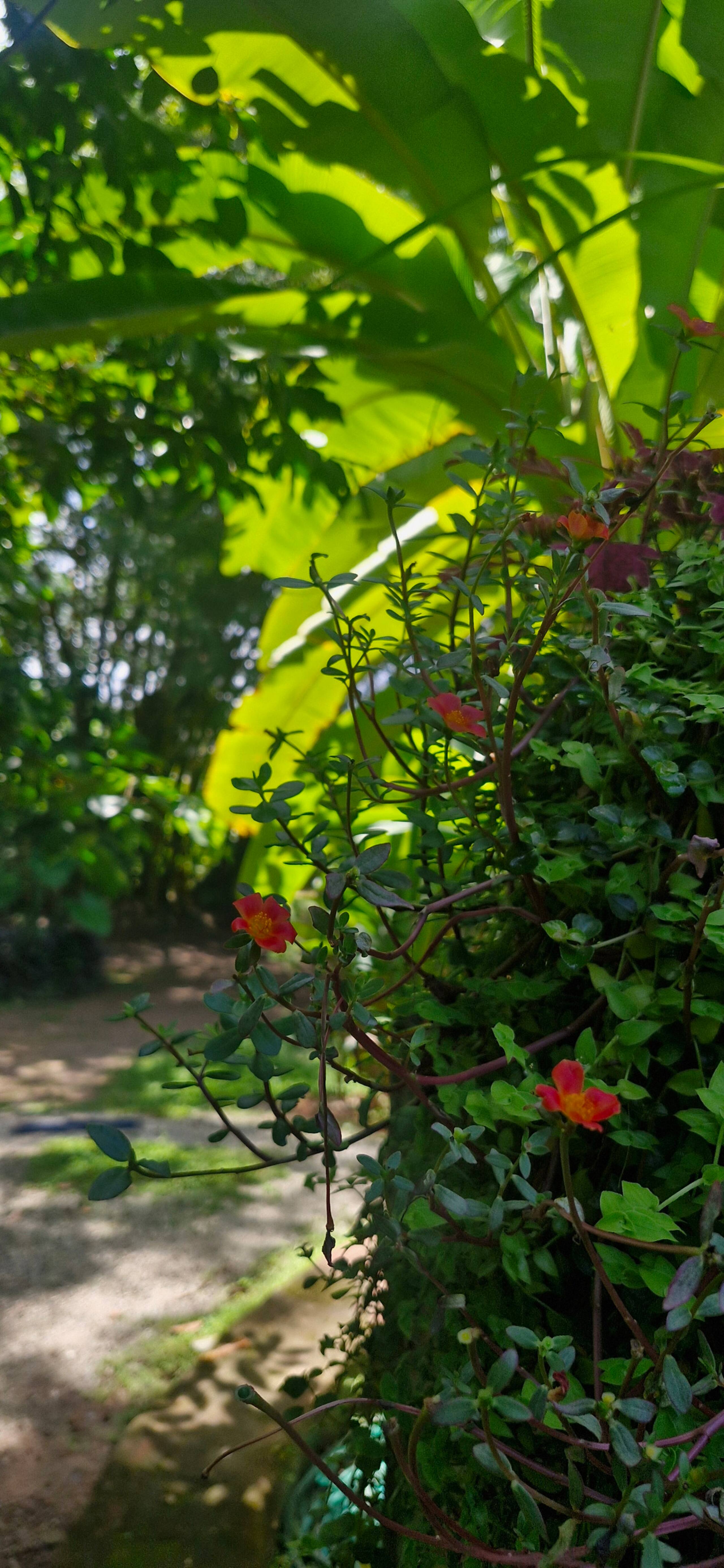 NelliTree | Private Pool Retreat | 2 - 4 Persons 16