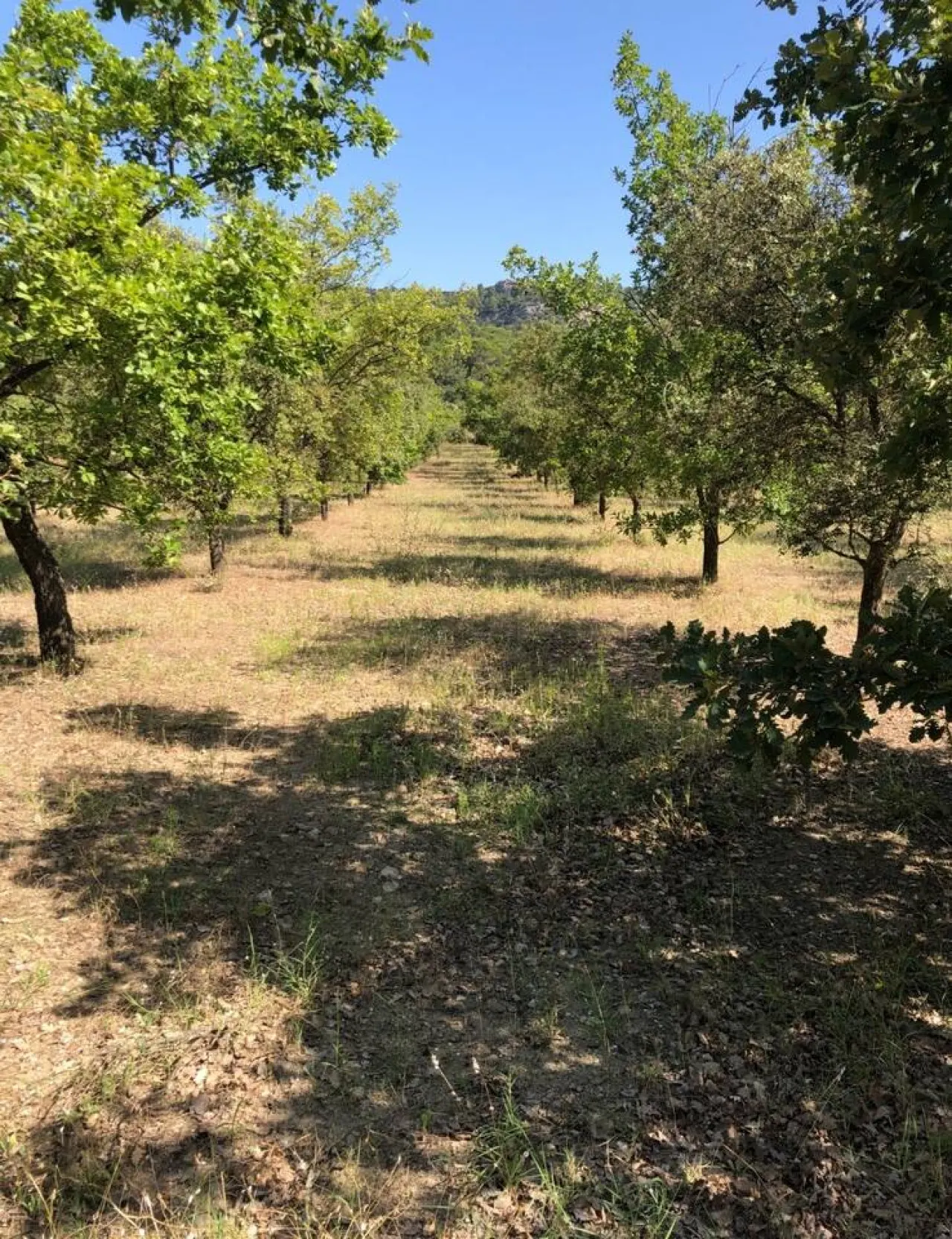 Escapade tranquille, pour 4 gîte dans le Vaucluse — photo 4