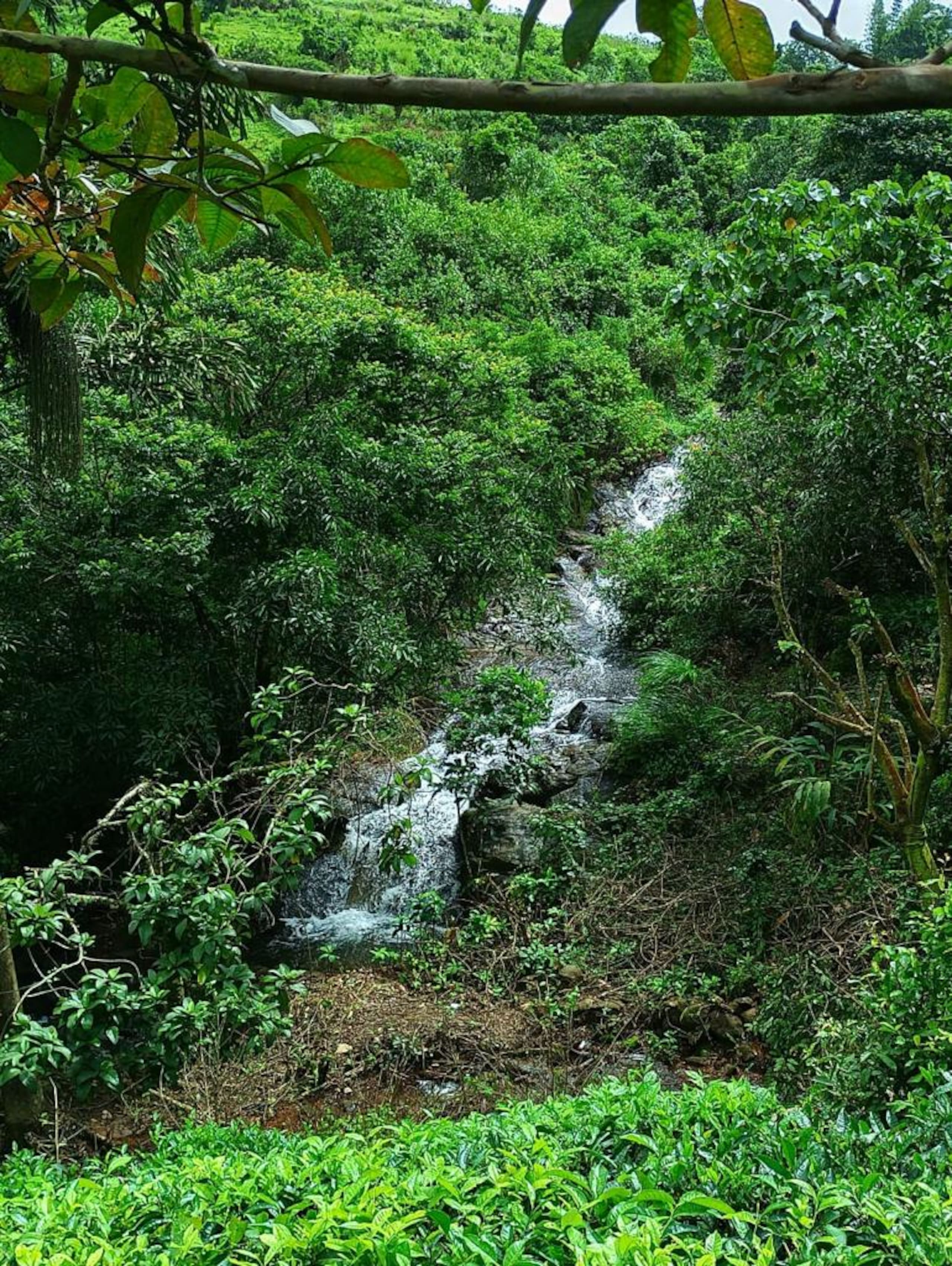 Recluse by the Stream 25