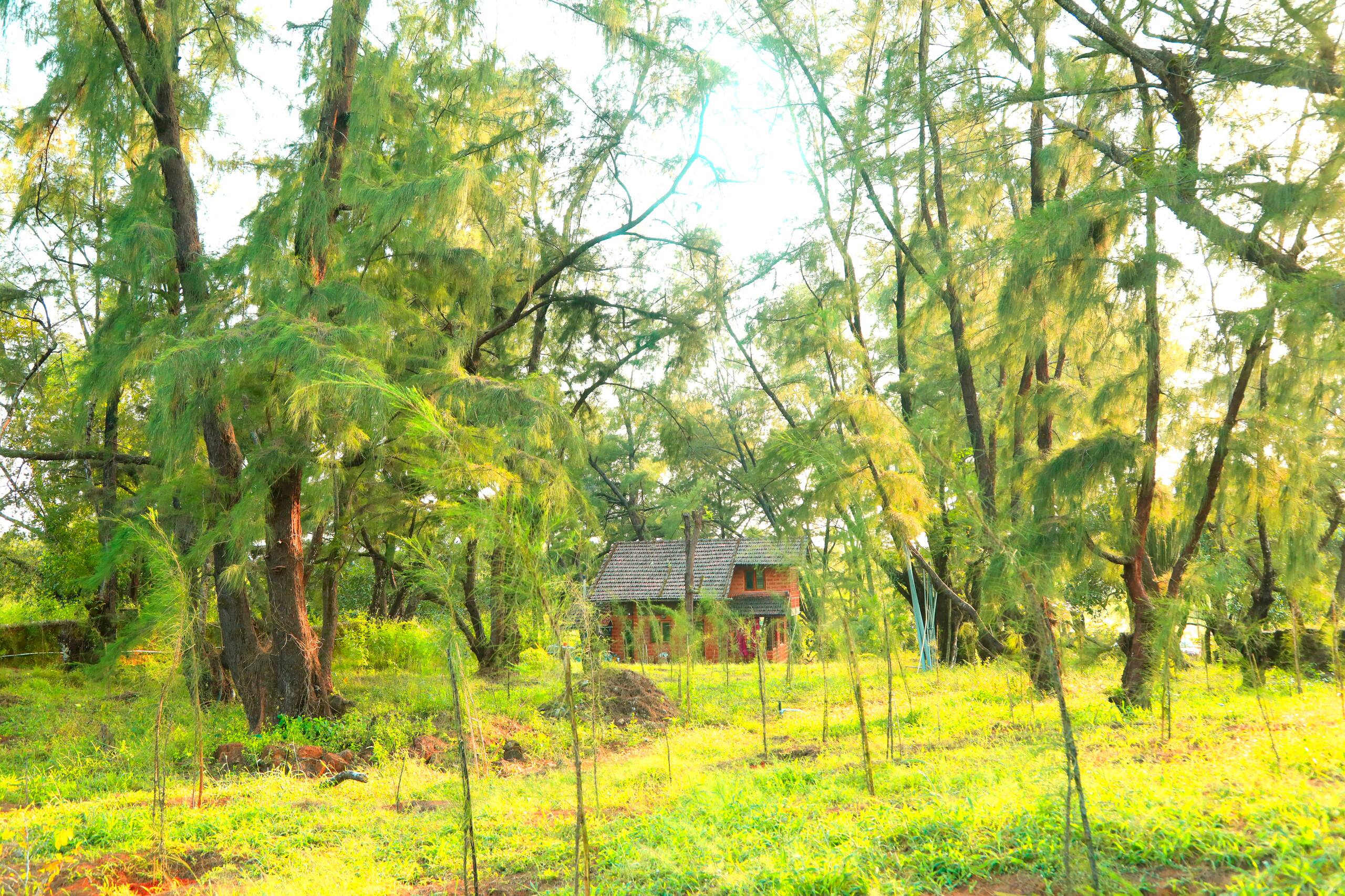 Villa Casuarina 1, near beach in sprawling grove 22