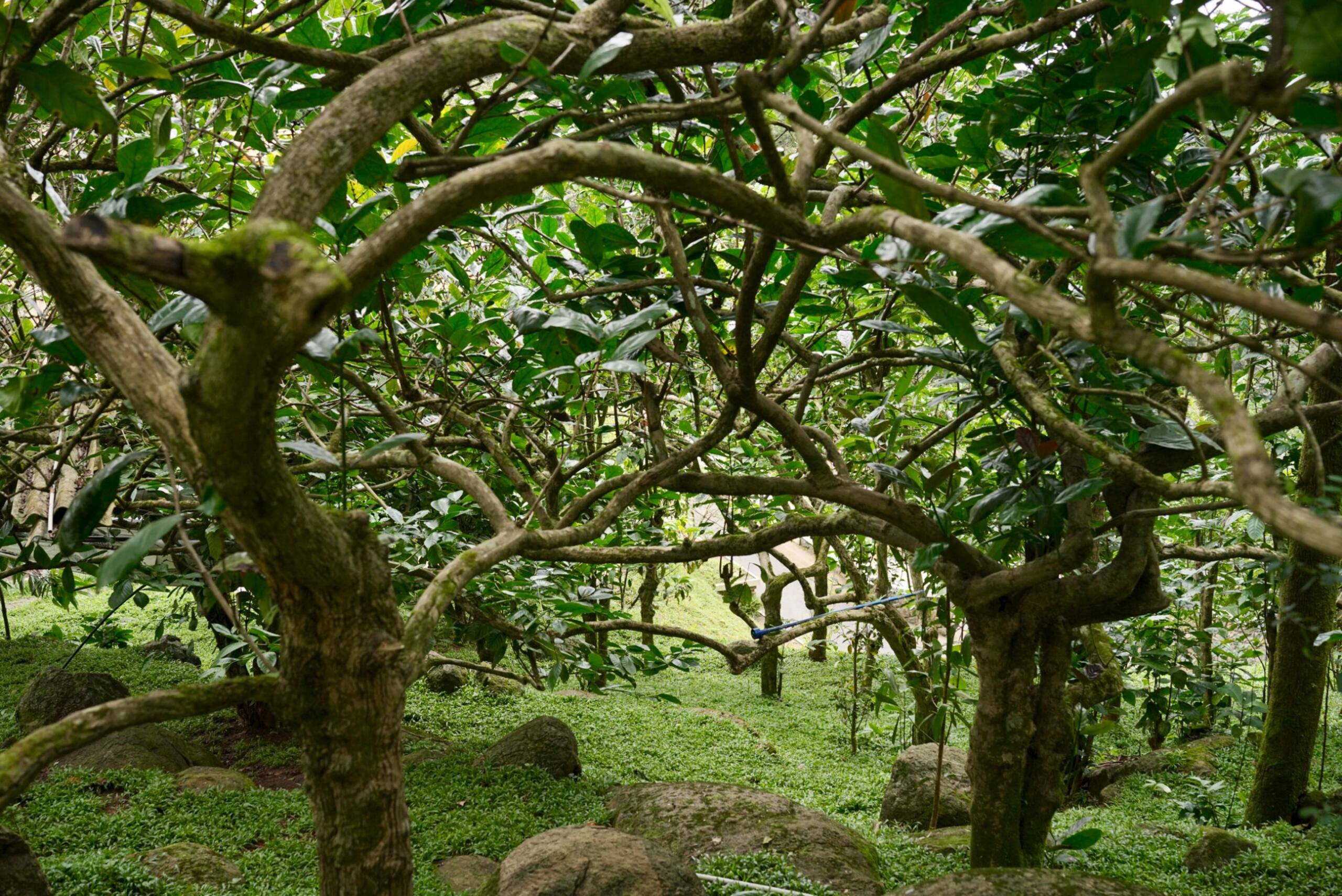 milele honeymoon castle-near vagamon, Thekkady 6