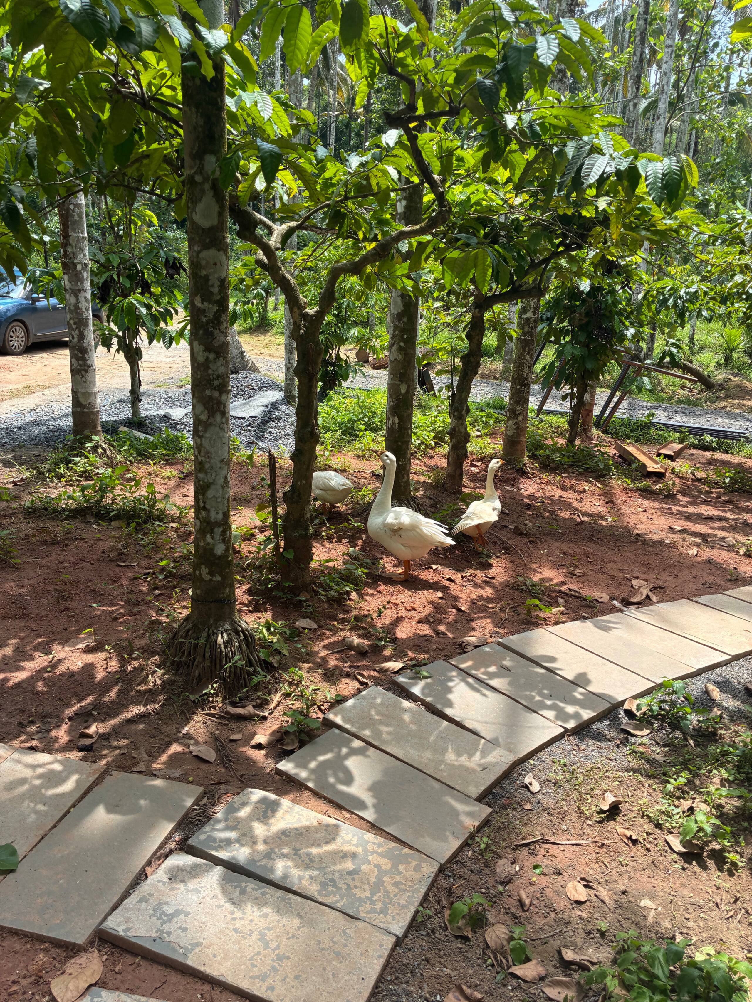 Hidden Bliss Resort – 1bhk Private Villa 19