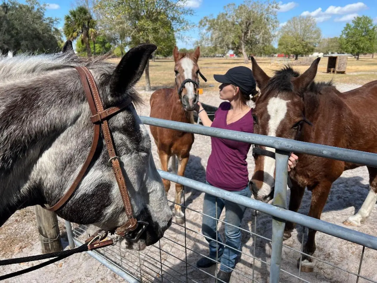 Glamping+Free Horseback Riding+Petting Farm 10