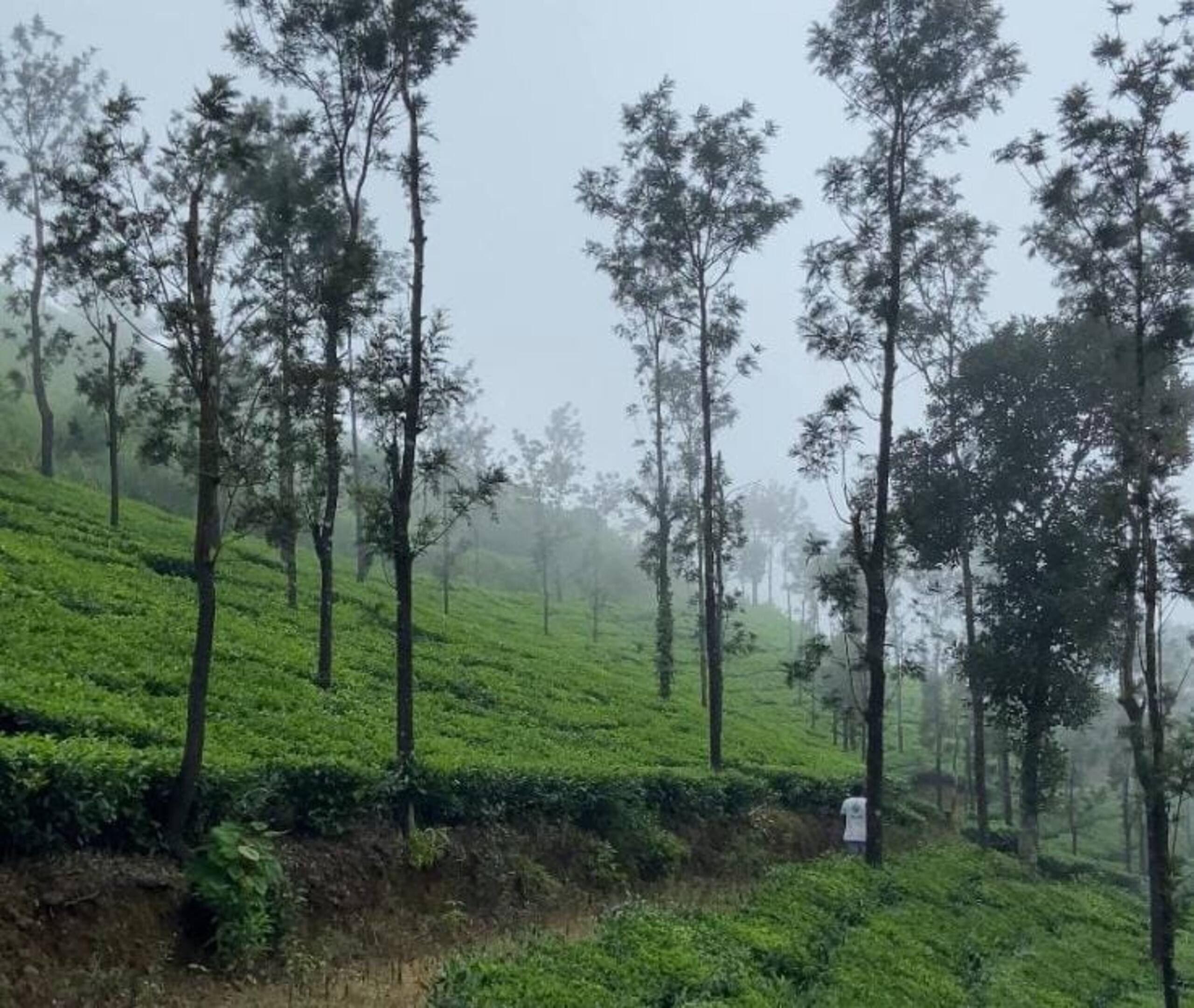 Bell Farms, Pullikanam, Vagamon 23