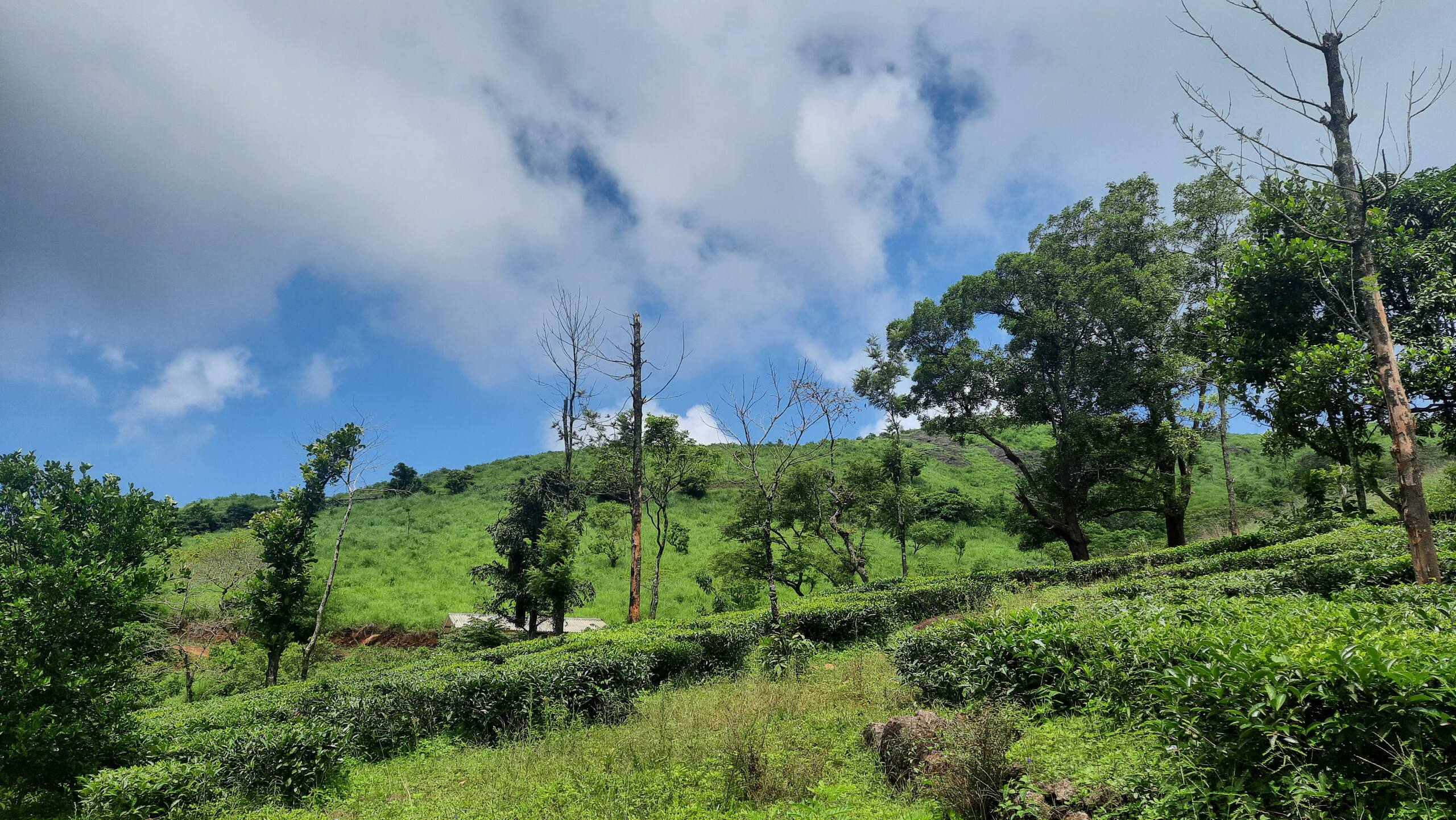 Bell Farms, Pullikanam, Vagamon 5
