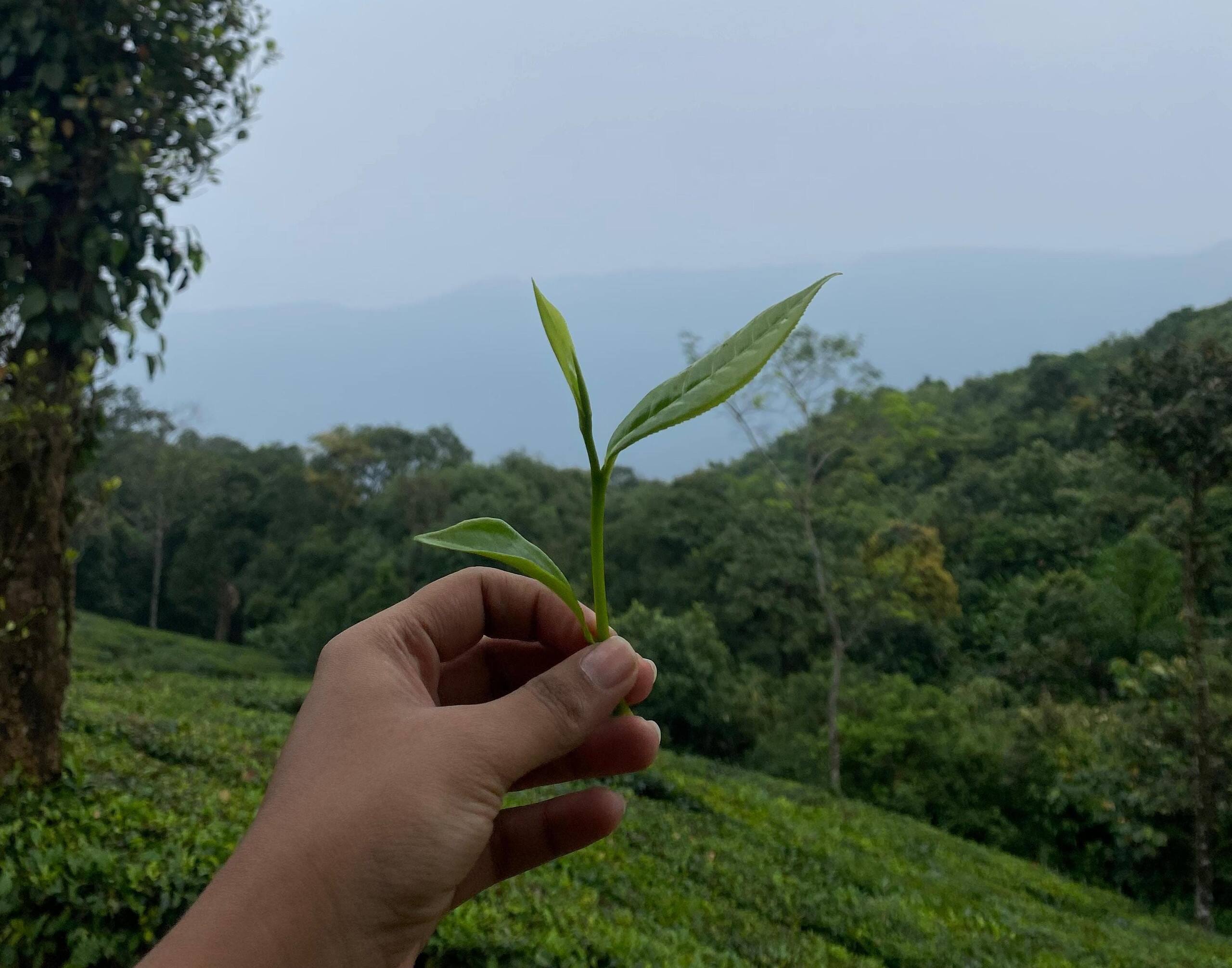 Bell Farms, Pullikanam, Vagamon 28