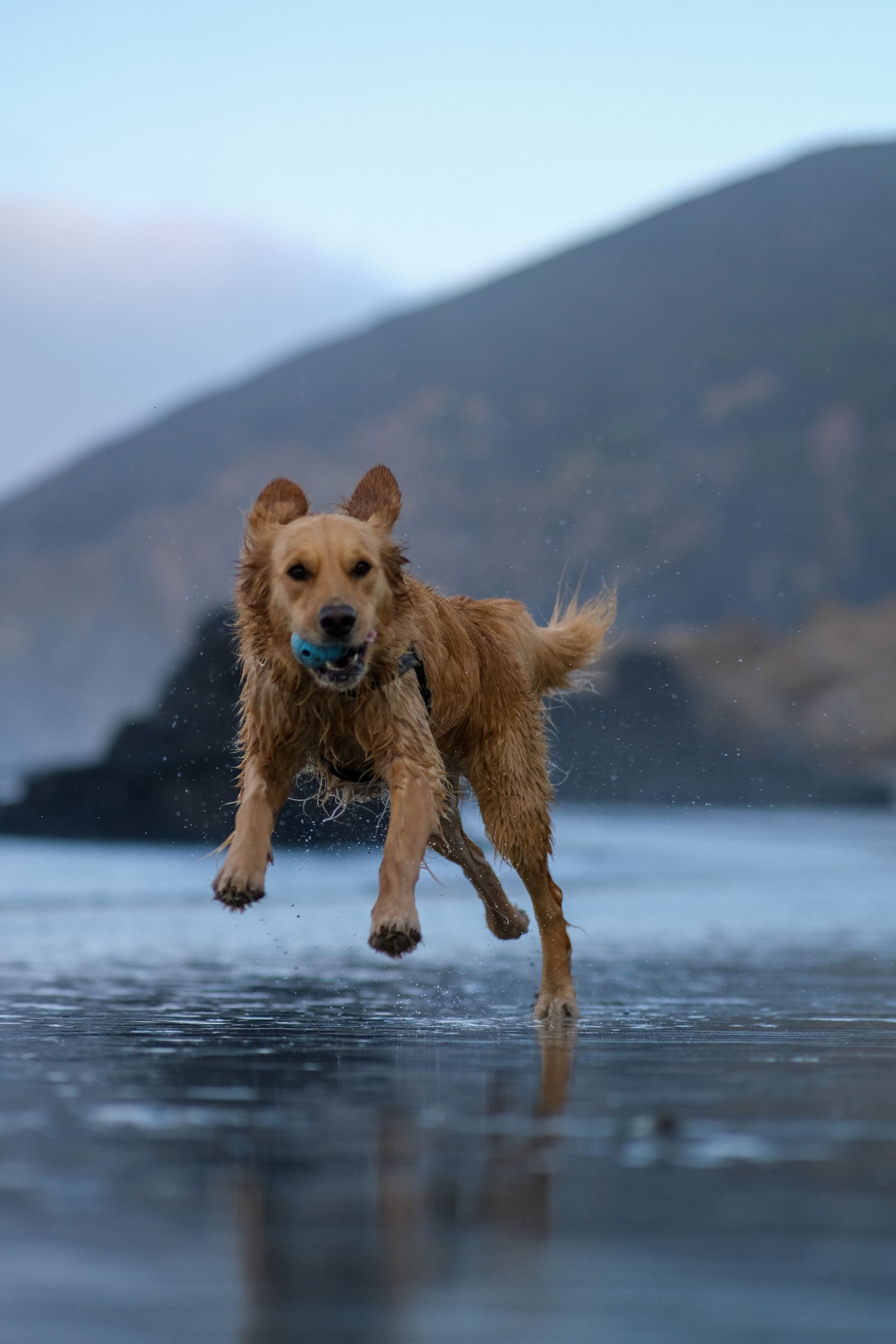 Moose's Manor at Bandon 37