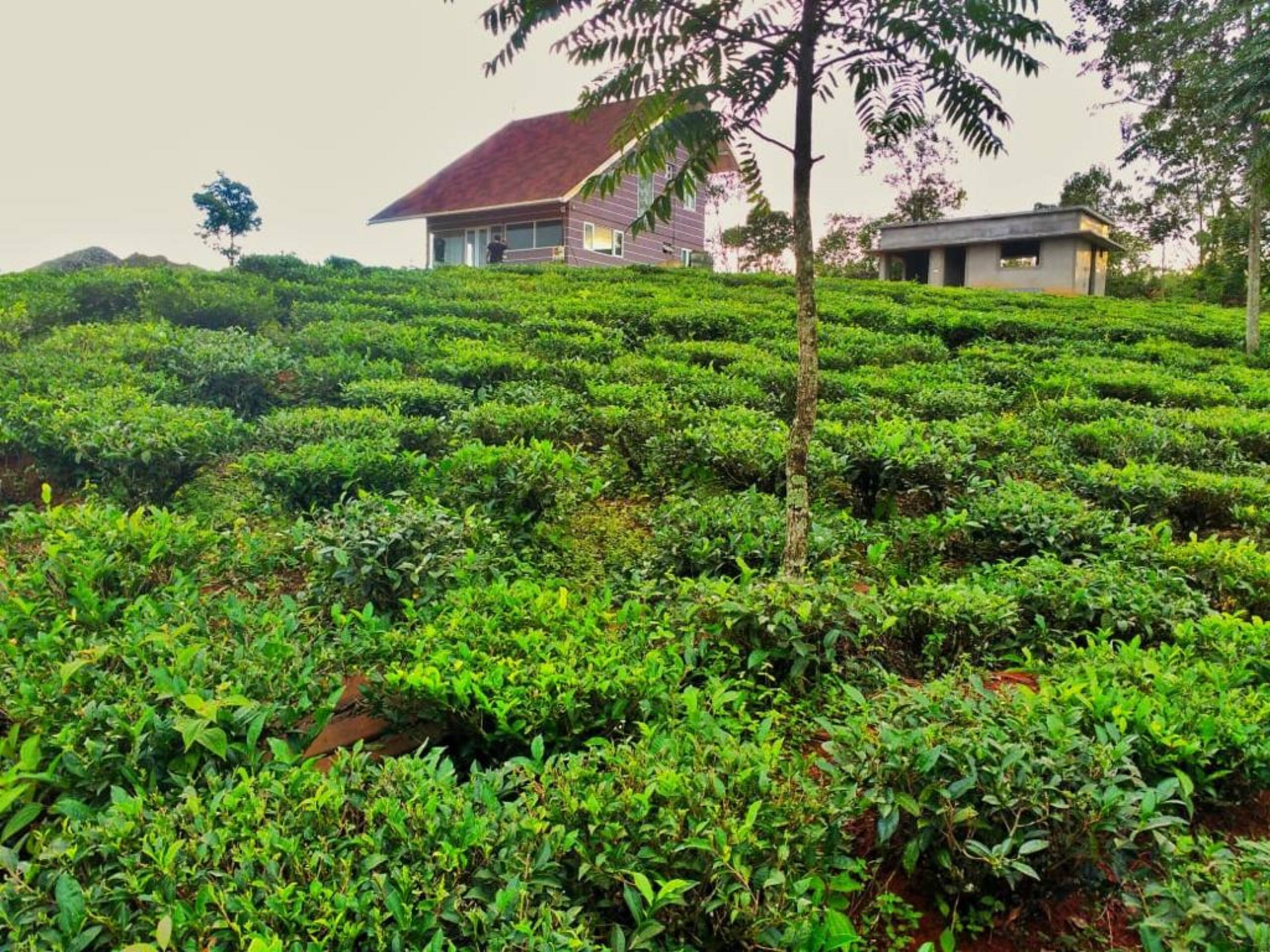 Cuckoo's Nest villa in Vagamon, 2