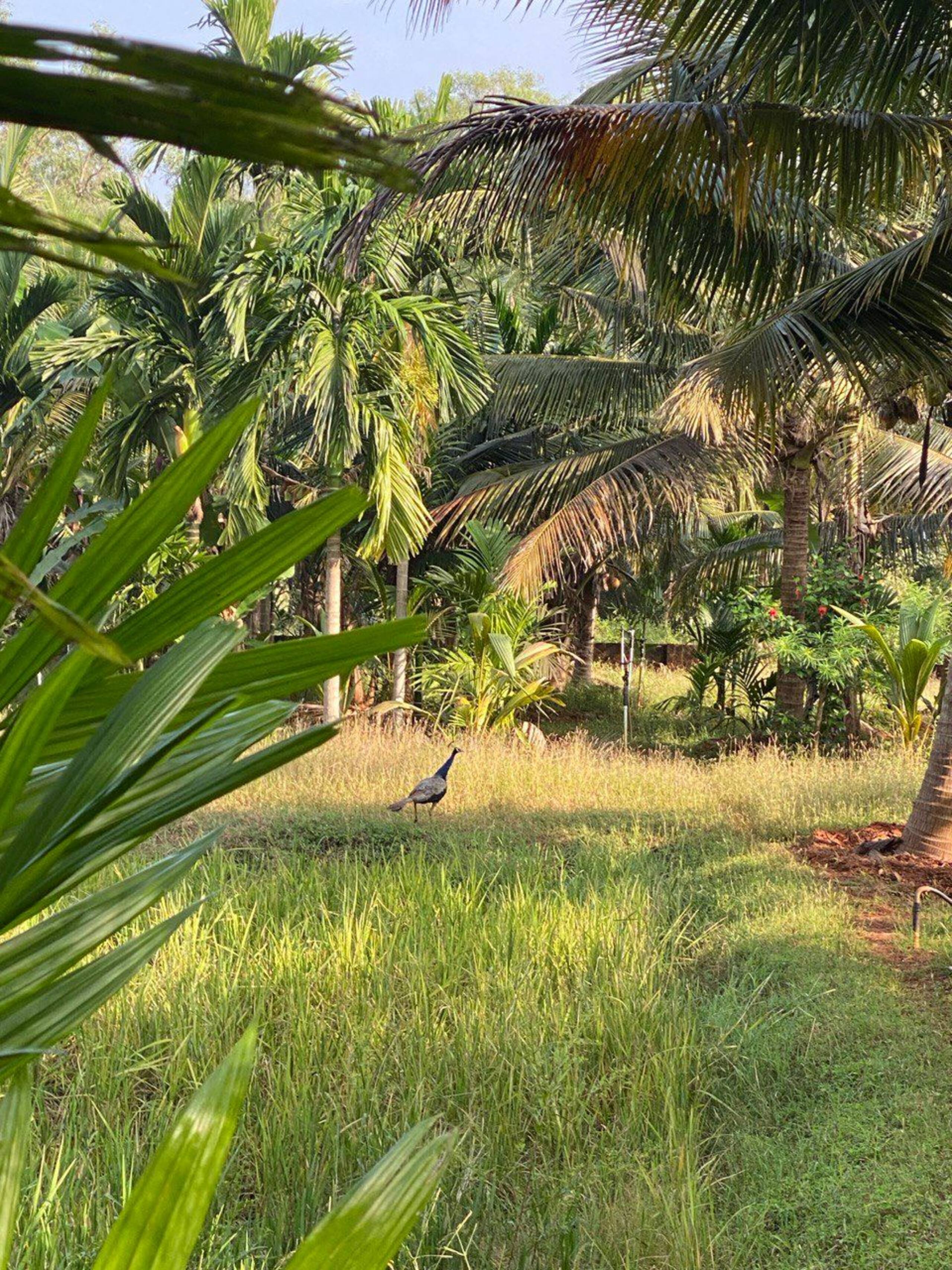 Aloha Gokarna-Entire 2BHK AC Villa home & kitchen 24
