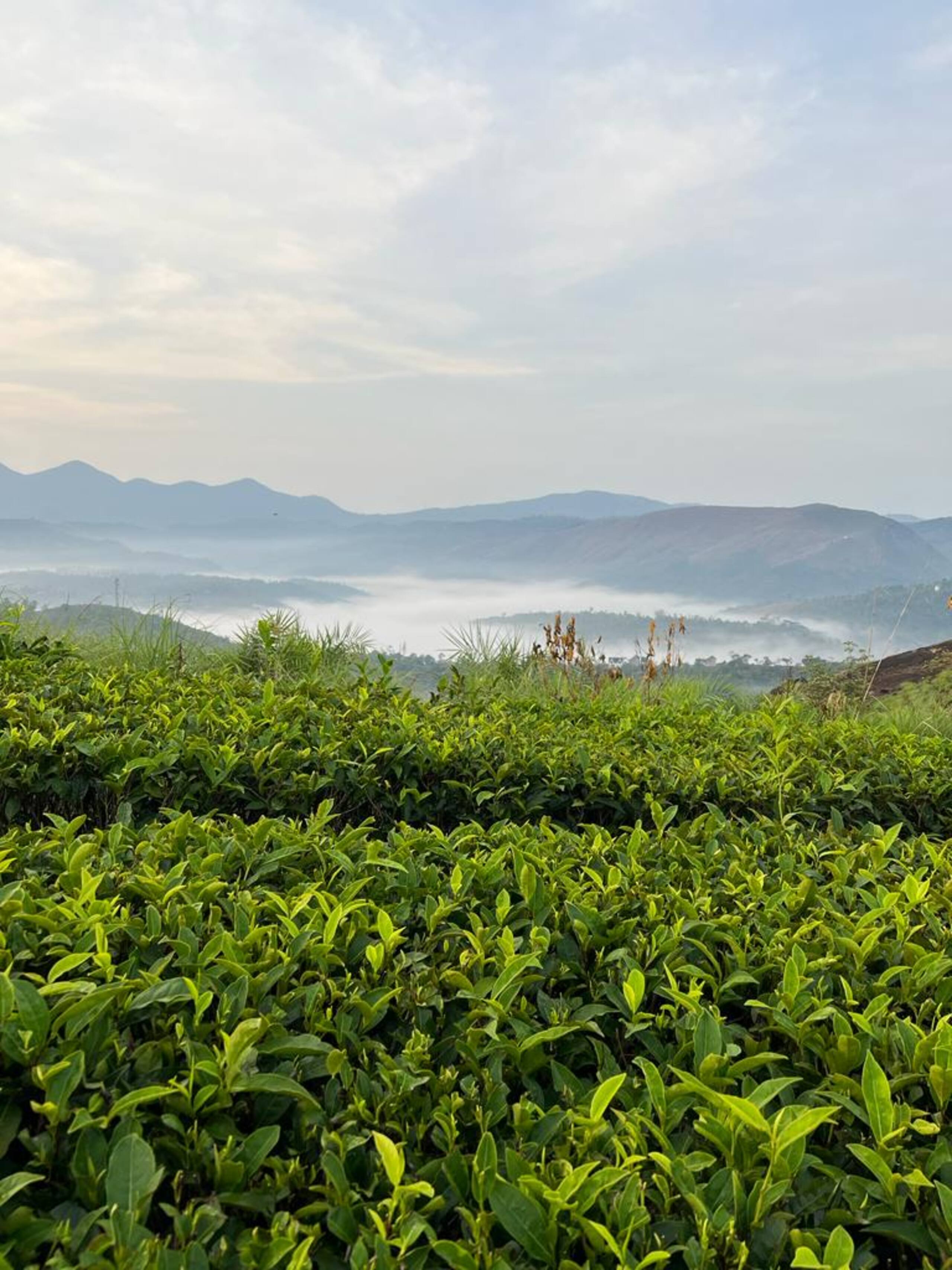 Private 1 Bedroom Villa @Thumpayil Tea Plantation 32