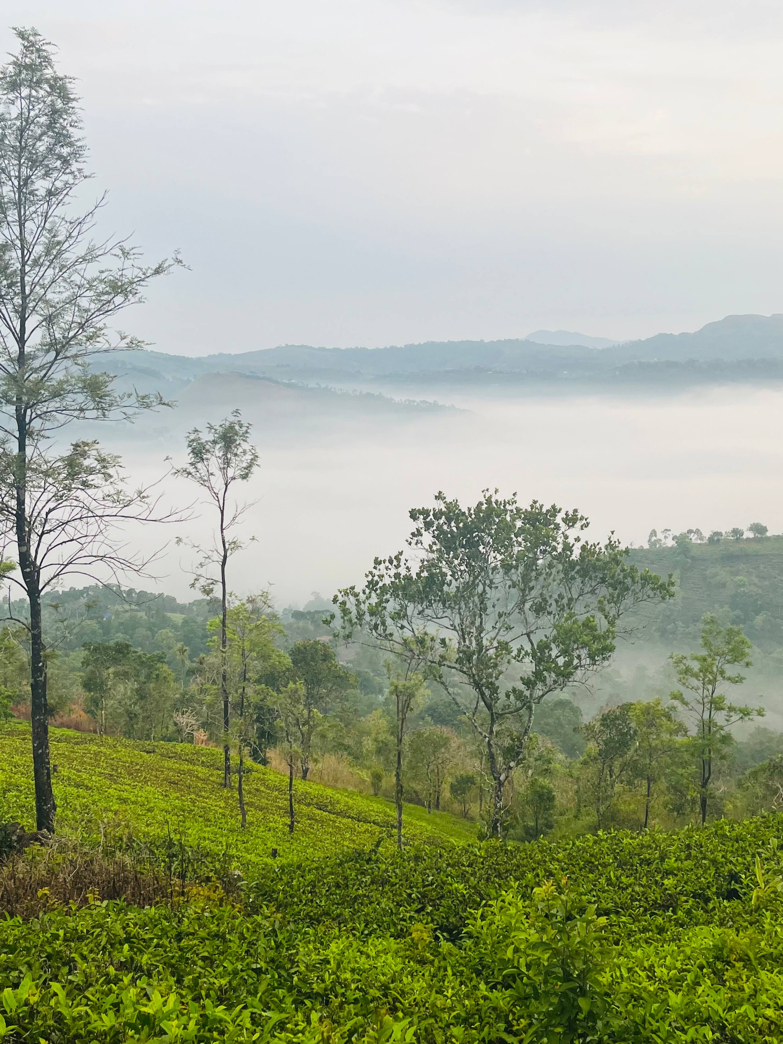 Private 1 Bedroom Villa @Thumpayil Tea Plantation 30