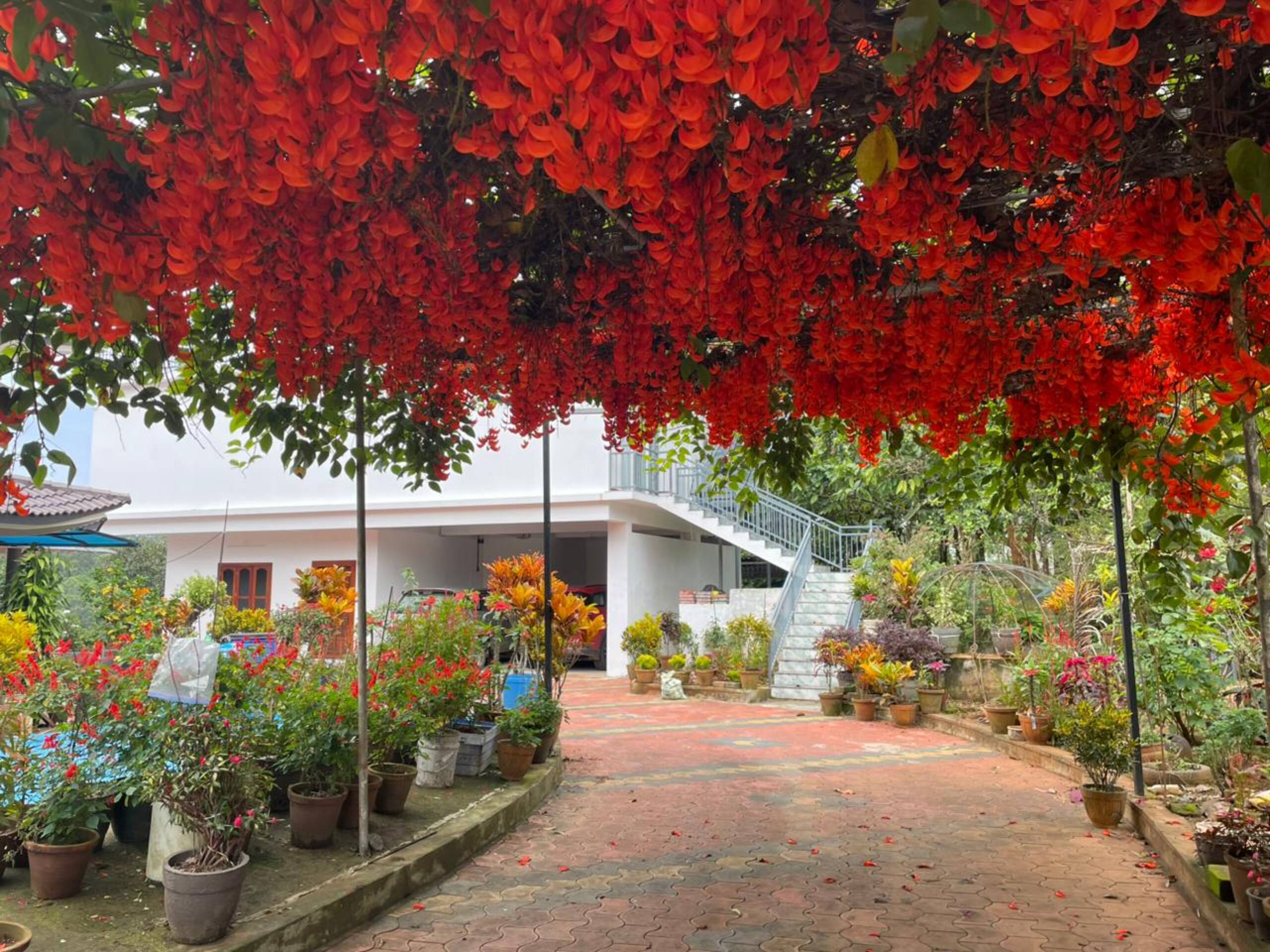 Jyothis Homestay Munnar 24
