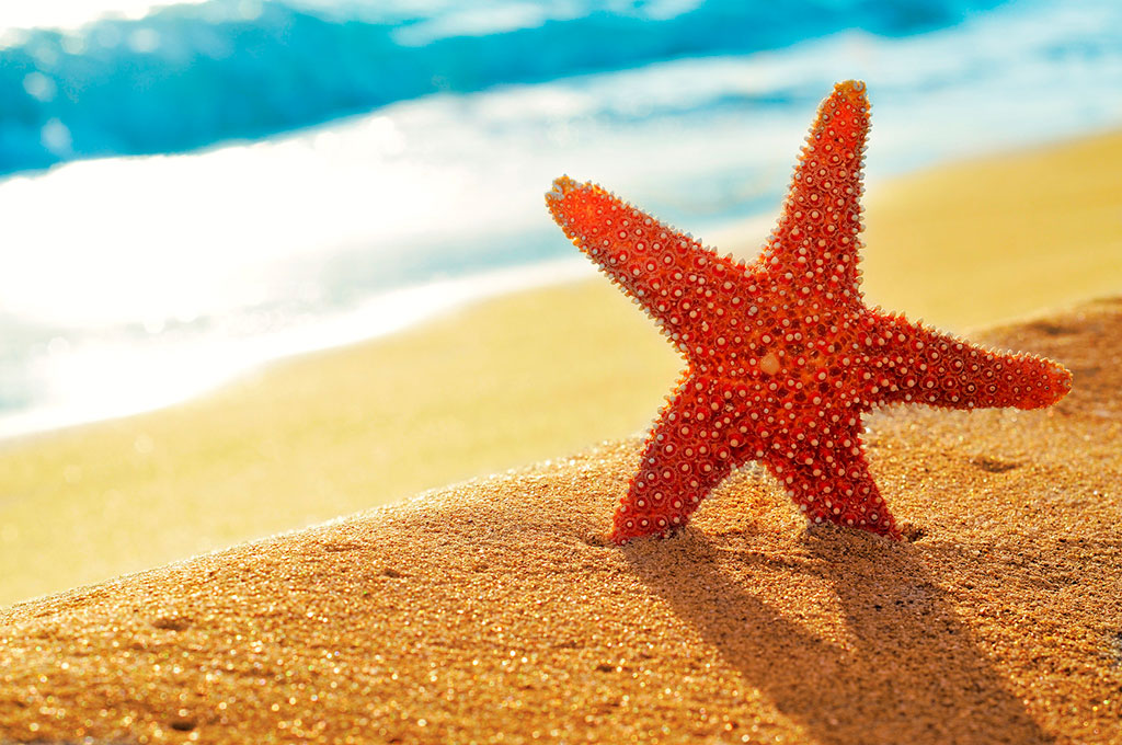 Sea Star - Leah's Palace Inn 7