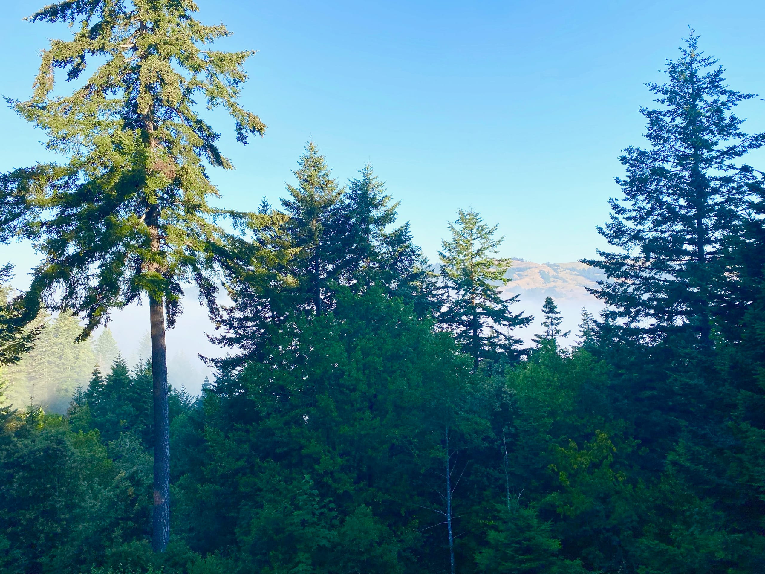 Hummingbird Vista-Scenic Views/Hot Tub/Newly Paved 40