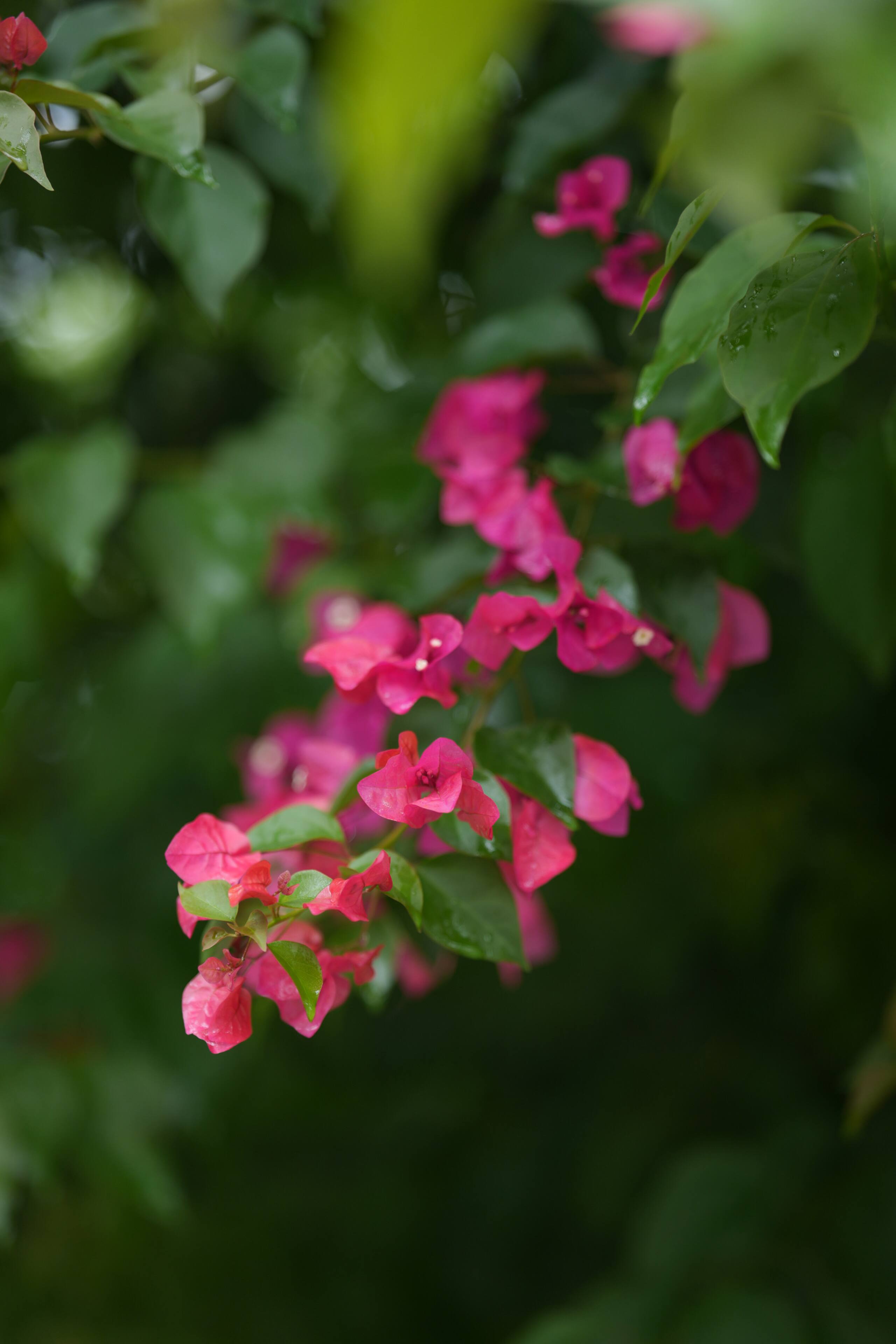 Wayanad Palmgrove Retreat G Floor 36