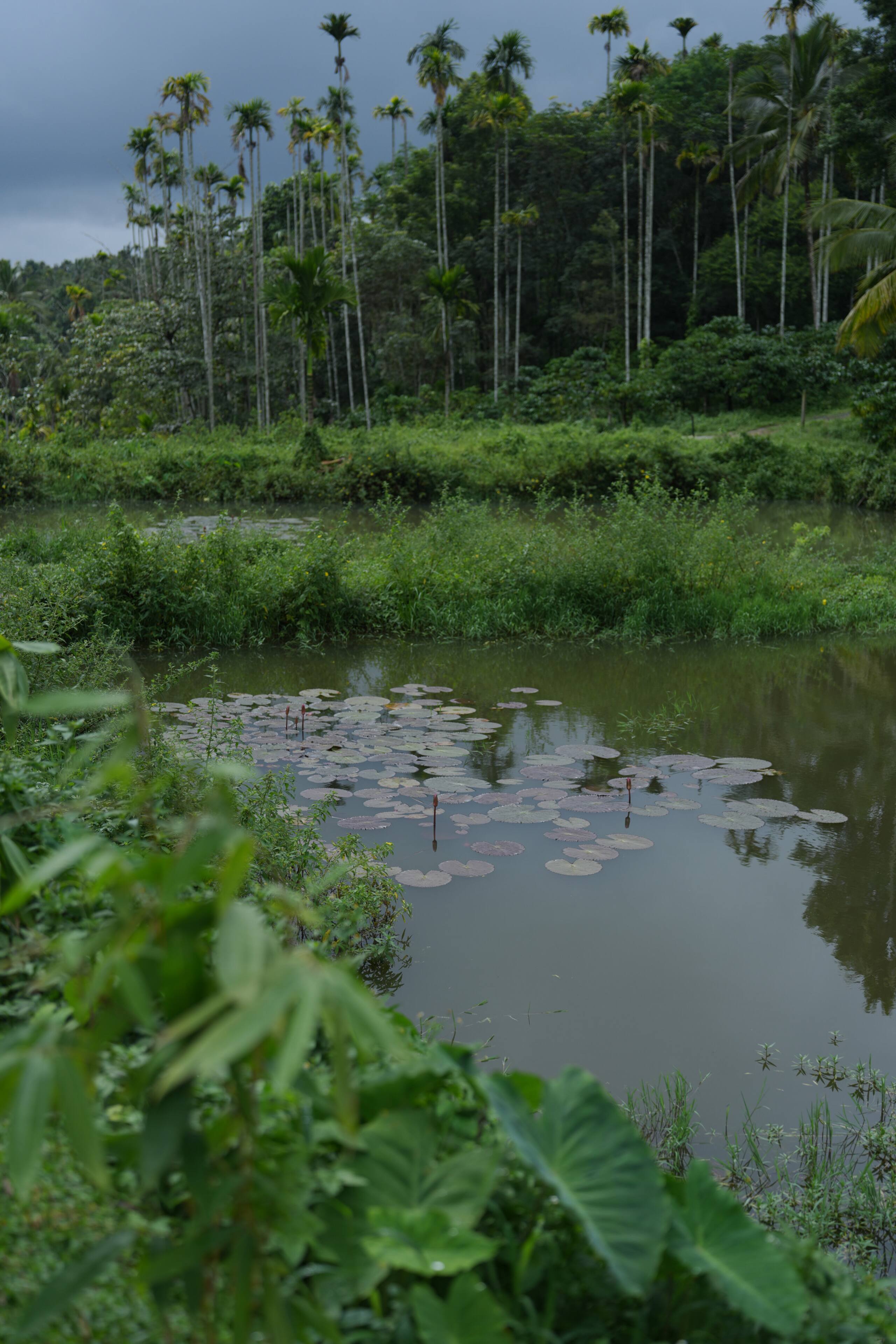 Wayanad Palmgrove Retreat G Floor 31
