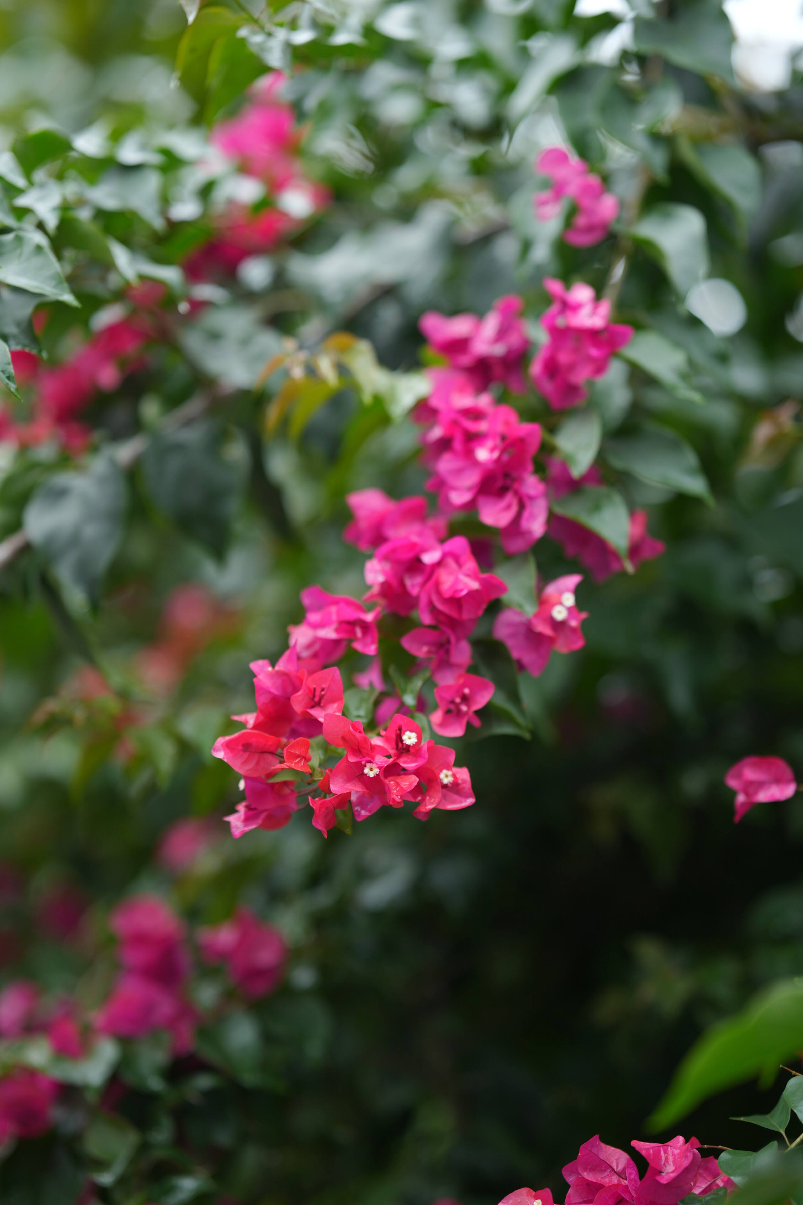 Wayanad Palmgrove Retreat G Floor 38