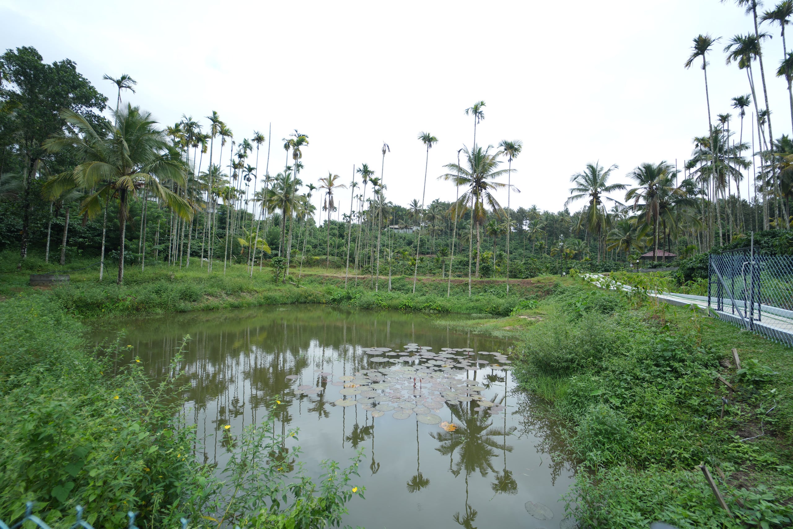 Wayanad Palmgrove Retreat G Floor 29