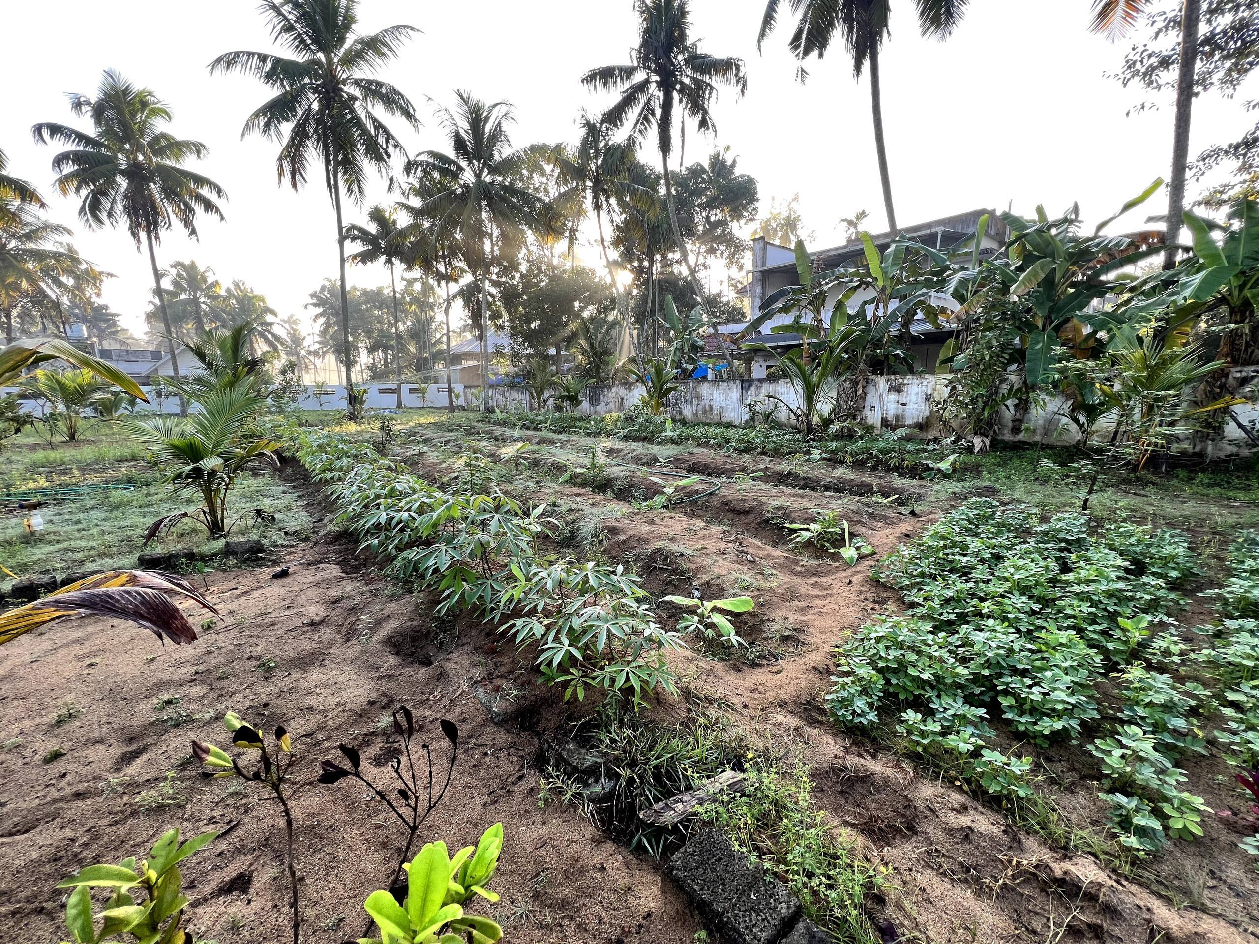 Organic Farmstay in Kerala 17
