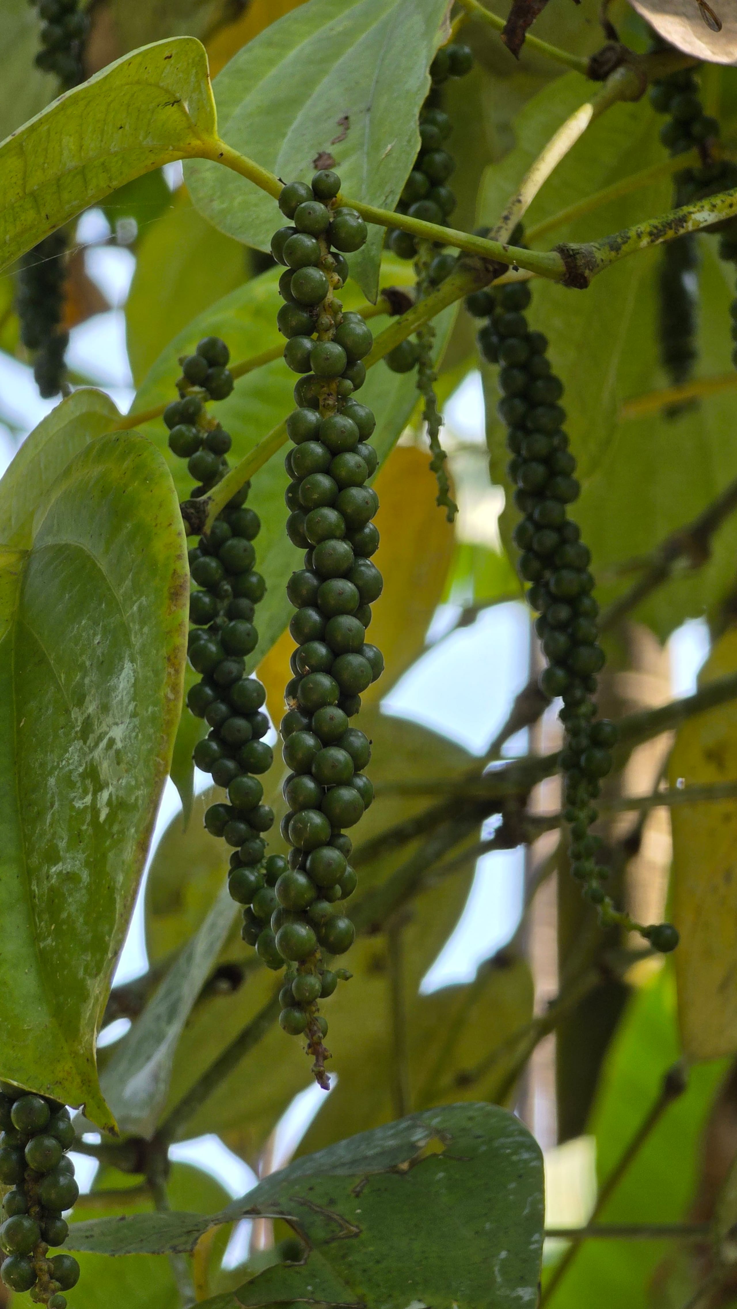 Kapila Farms, A riverside farm stay in Shishila 19