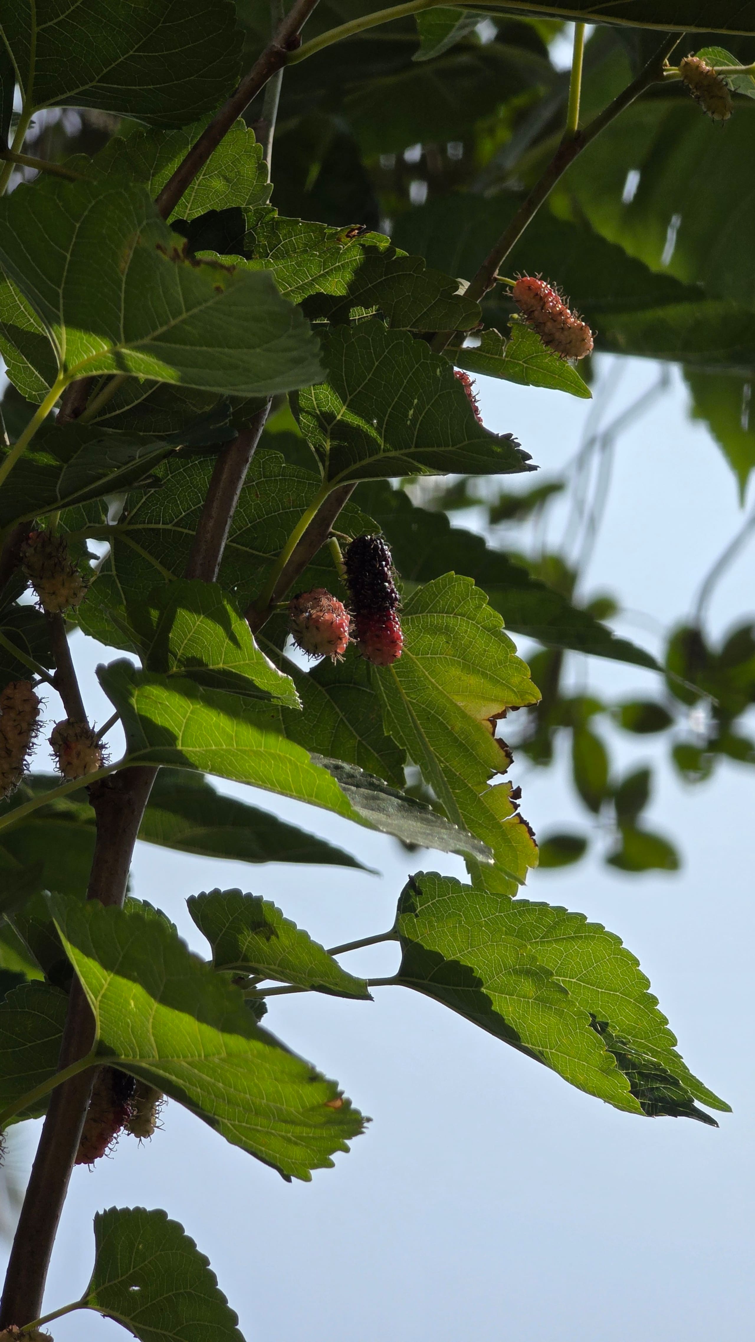Kapila Farms, A riverside farm stay in Shishila 20