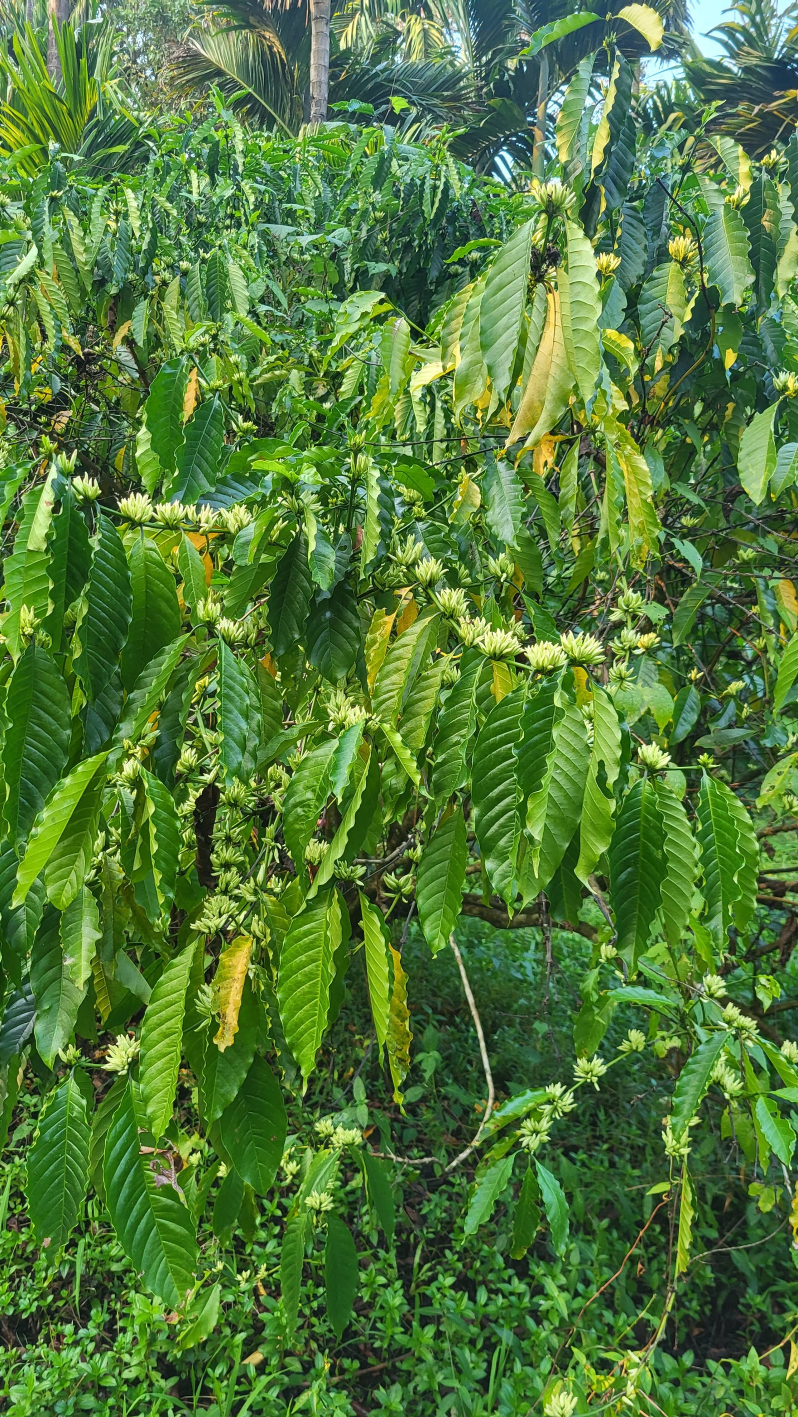 Kapila Farms, A riverside farm stay in Shishila 16