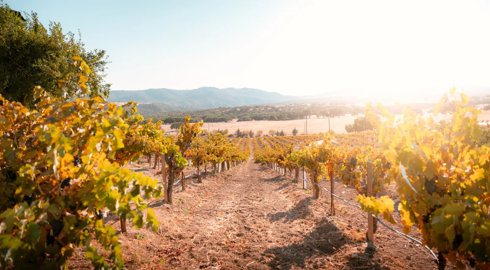 Romantic Vineyard Retreat with EV Charger