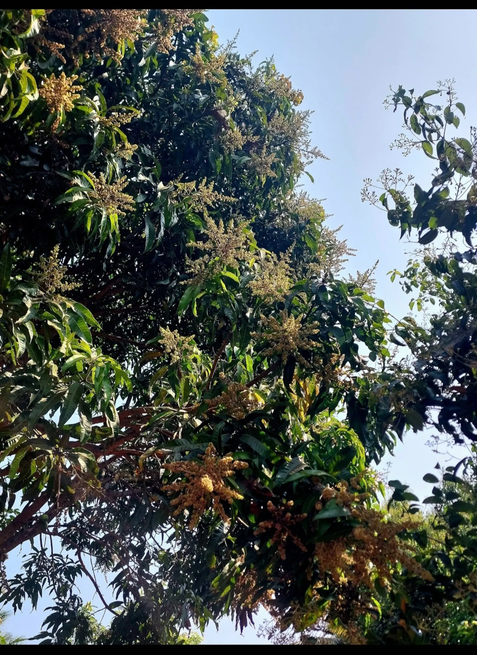 Villa Brahmi Peaceful Garden Stay Near Gokarna 39