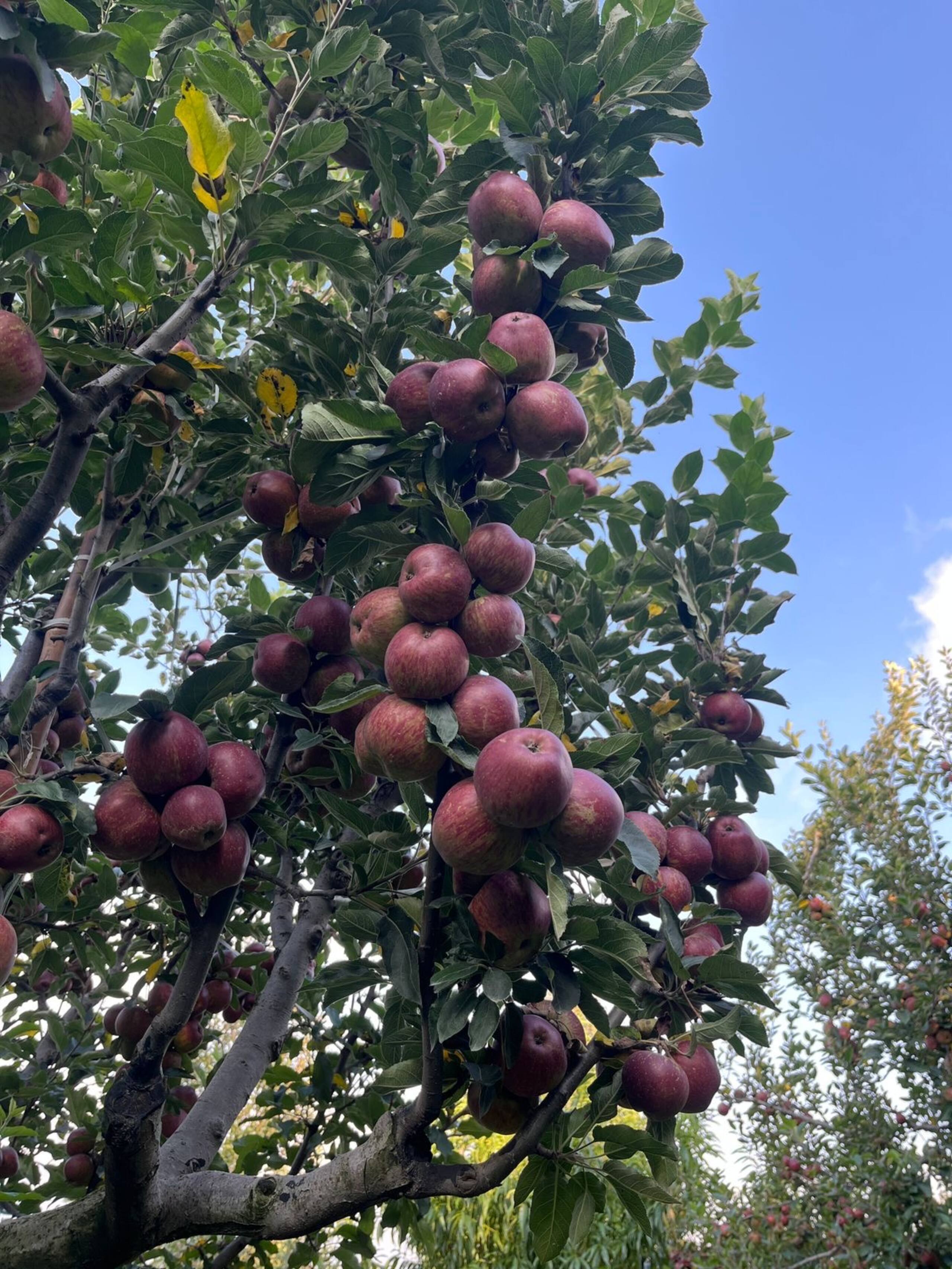 Happy Apple Farm Stay 20